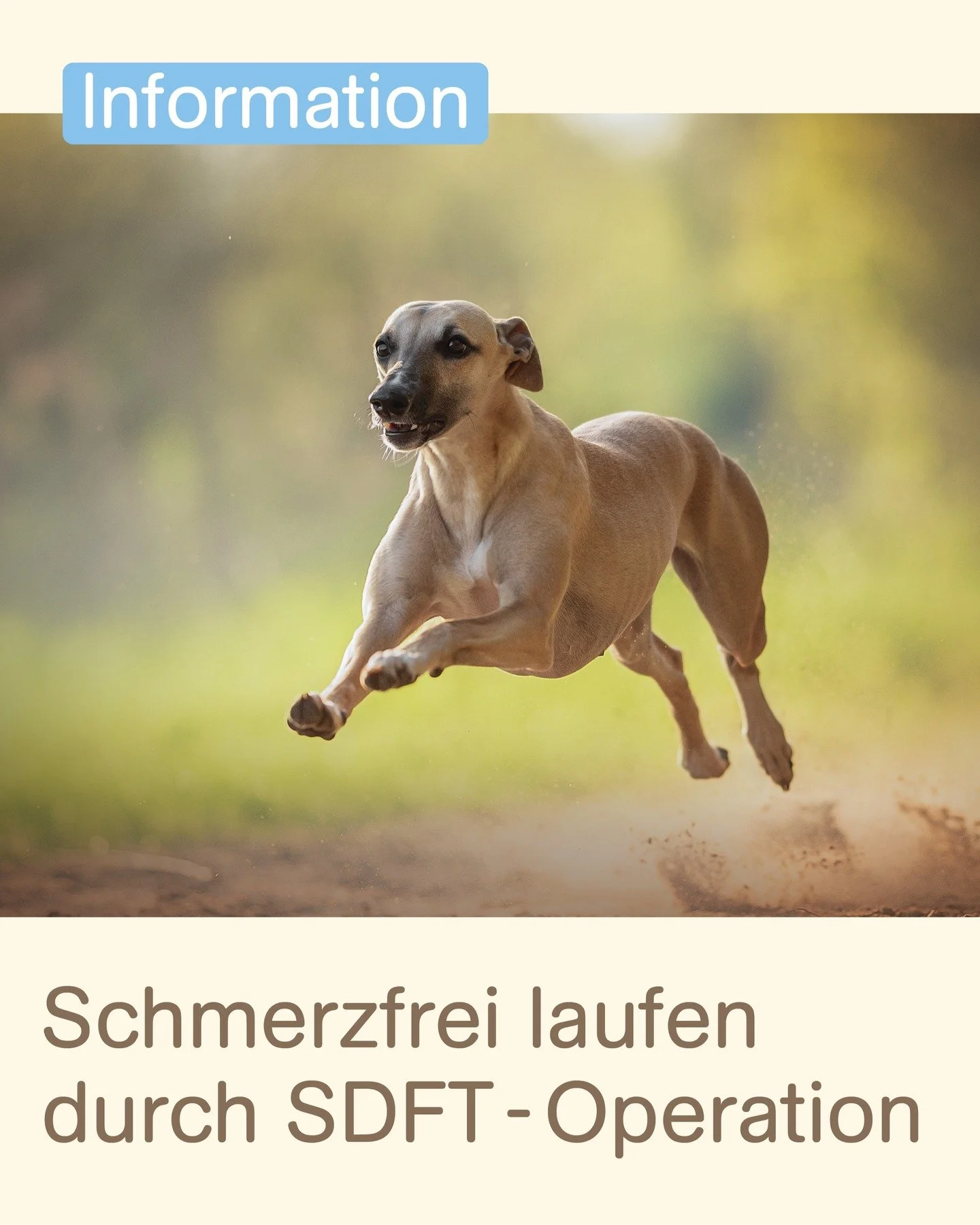 🐾✨ Heute stand eine besondere OP auf dem Plan: Wie so oft litt ein Windhund unter einem schmerzhaften H&uuml;hnerauge (Corn) am Ballen &ndash; einer typischen Stelle bei dieser Rasse.

🐾 Windhunde leiden oft an schmerzhaften Corns, die durch abnorm