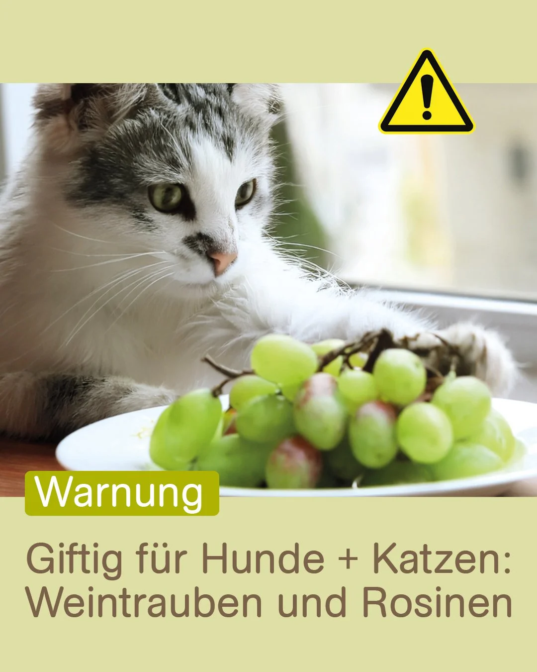 Wichtige Info f&uuml;r Tierbesitzer! 🍇🚫

Rosinen und Weintrauben sind giftig f&uuml;r Hunde und Katzen &ndash; schon kleine Mengen k&ouml;nnen zu lebensbedrohlichem Nierenversagen f&uuml;hren. 😿

❗ Symptome
> Fr&uuml;h: Speicheln, &Uuml;belkeit