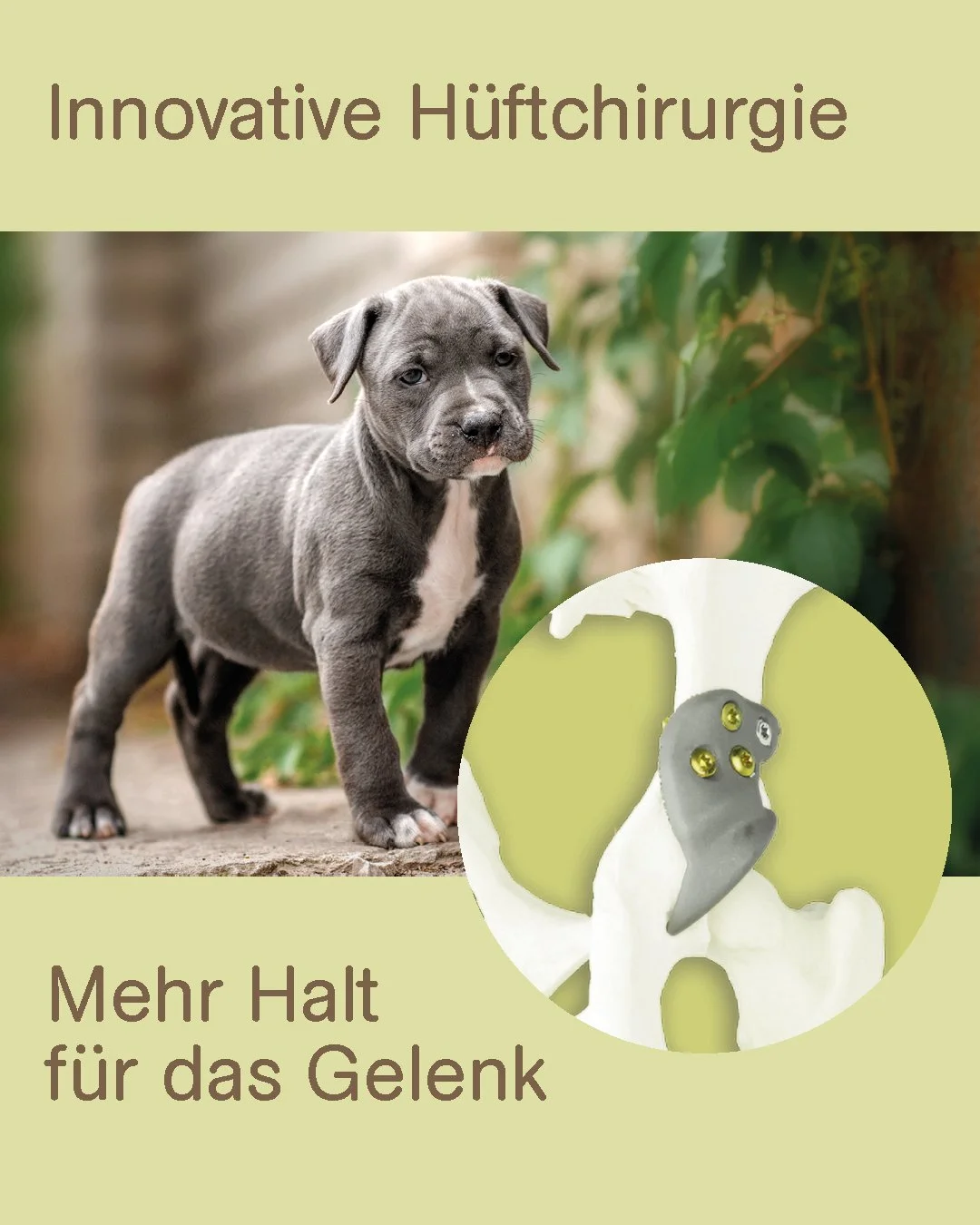 Weiterbildung abgeschlossen 🎓🐶

Wir konnten unser fachliches Angebot weiter ausbauen: Tobias Karasek hat in den Niederlanden einen intensiven 3D HIP Workshop zur H&uuml;ftchirurgie beim Hund absolviert. Der Fokus lag auf einer modernen, minimalinva