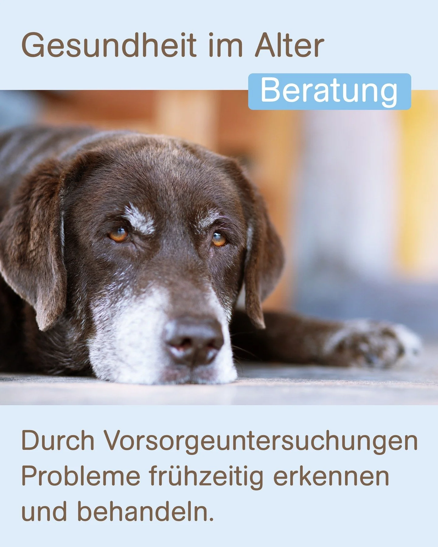 F&uuml;r die Senioren unter unseren Samtpfoten 🐾 🐶🐱🐰

Auch unsere 4-beinigen Begleiter werden &auml;lter und brauchen dann besonders viel Aufmerksamkeit, Liebe und Pflege. Was vielen Tierbesitzern gar nicht bewusst ist: Im Alter haben Haustiere o