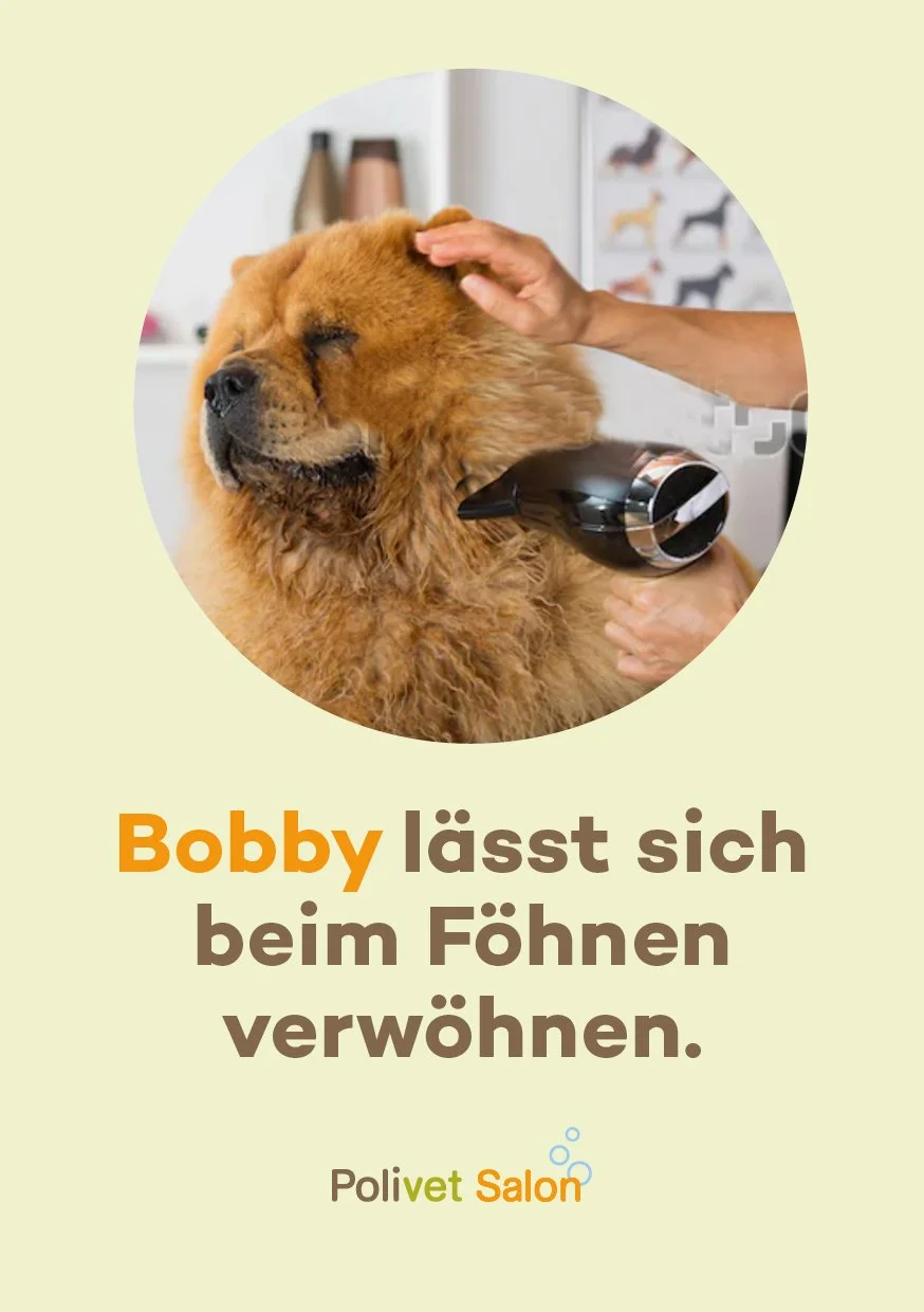 Frühjahrs Kampagne Polivet-Salon web11.jpg
