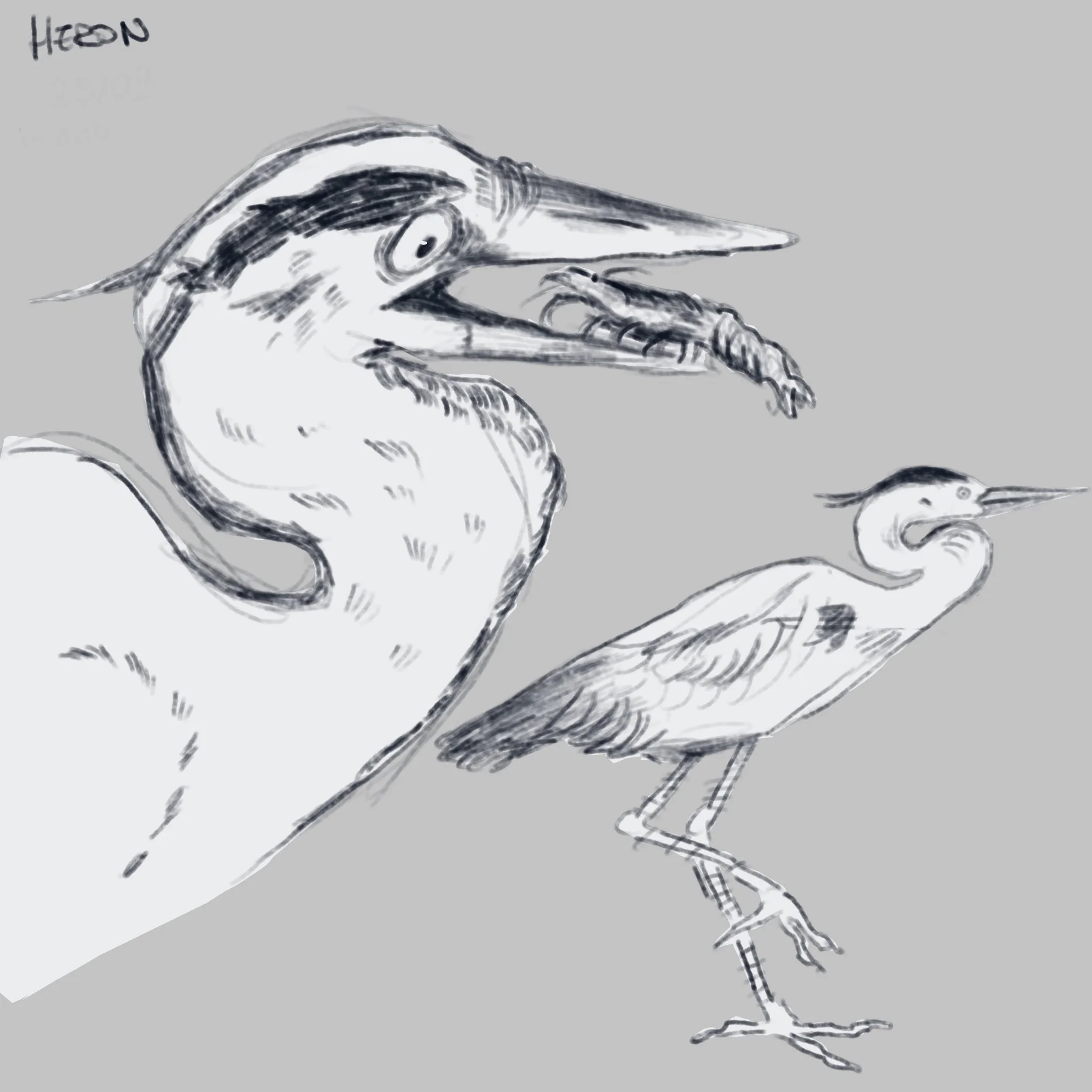 heron sketches, digital