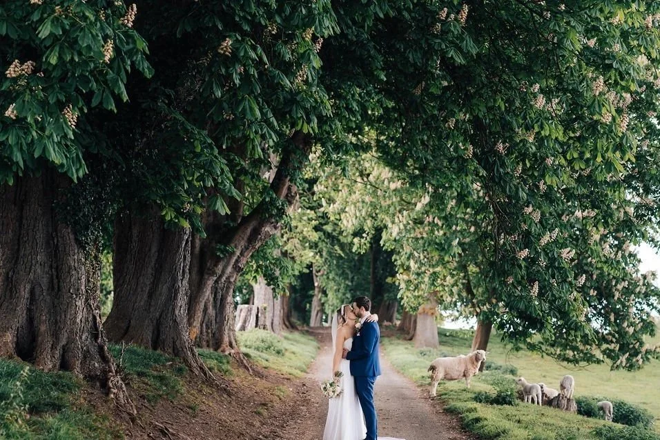 A bride and groom kissing under large, leafy trees along a country path with sheep grazing nearby.