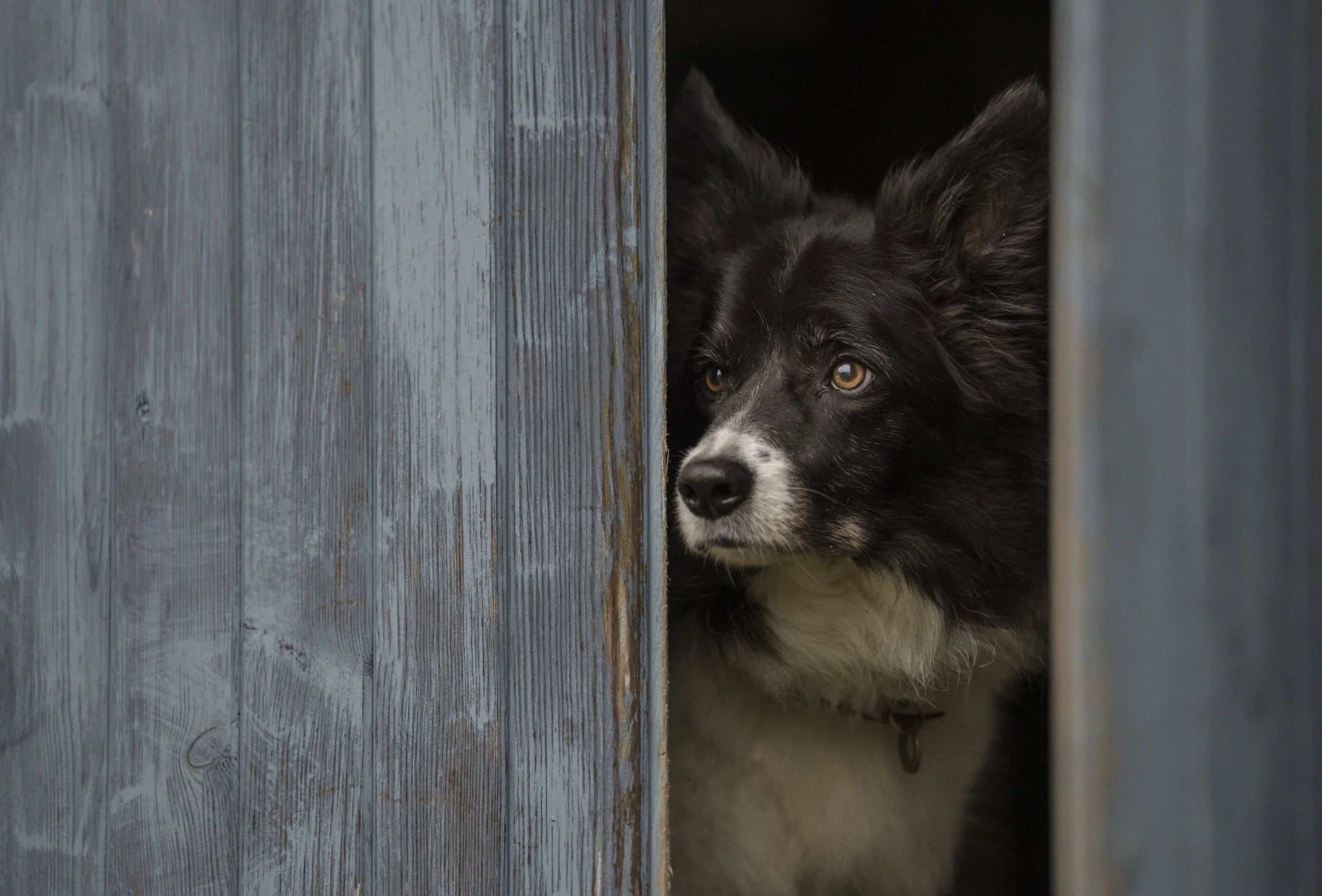 Alfie, shot in a demonstration by me