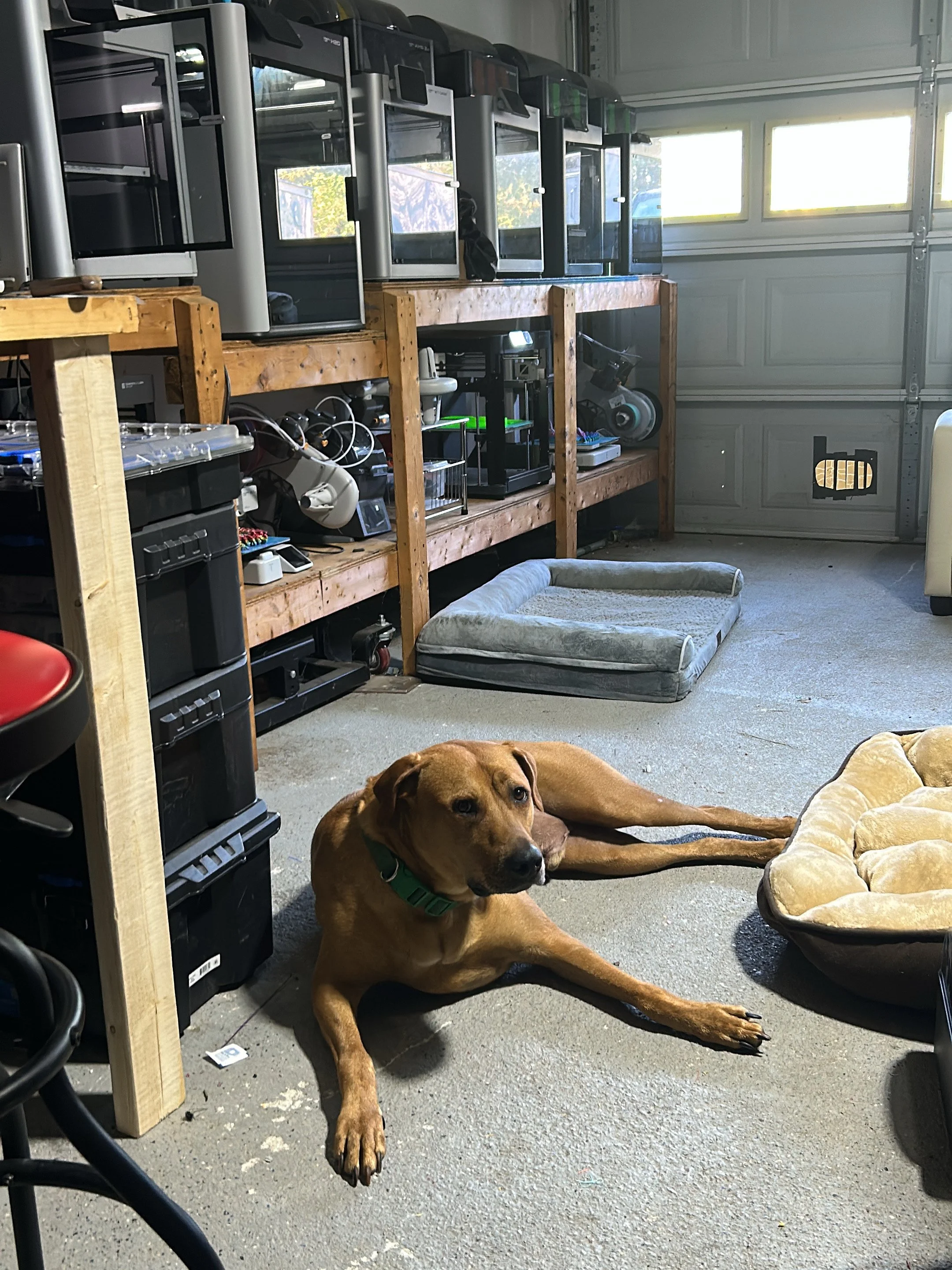 Buster is NOT for sale!