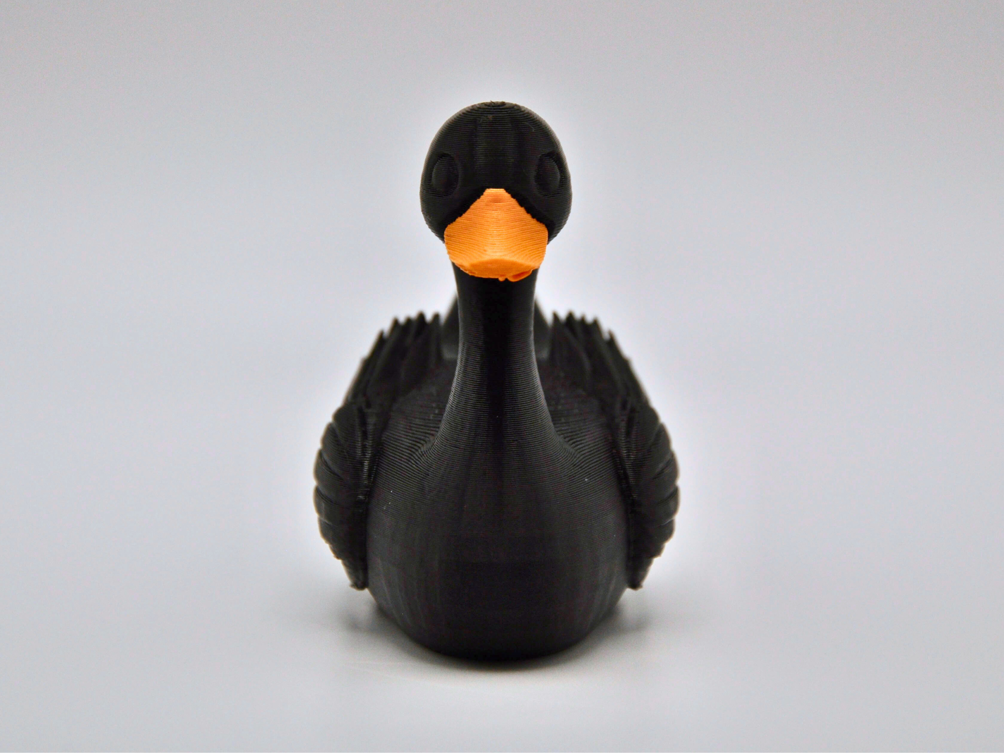 Black Swan Duck - Site (3).png