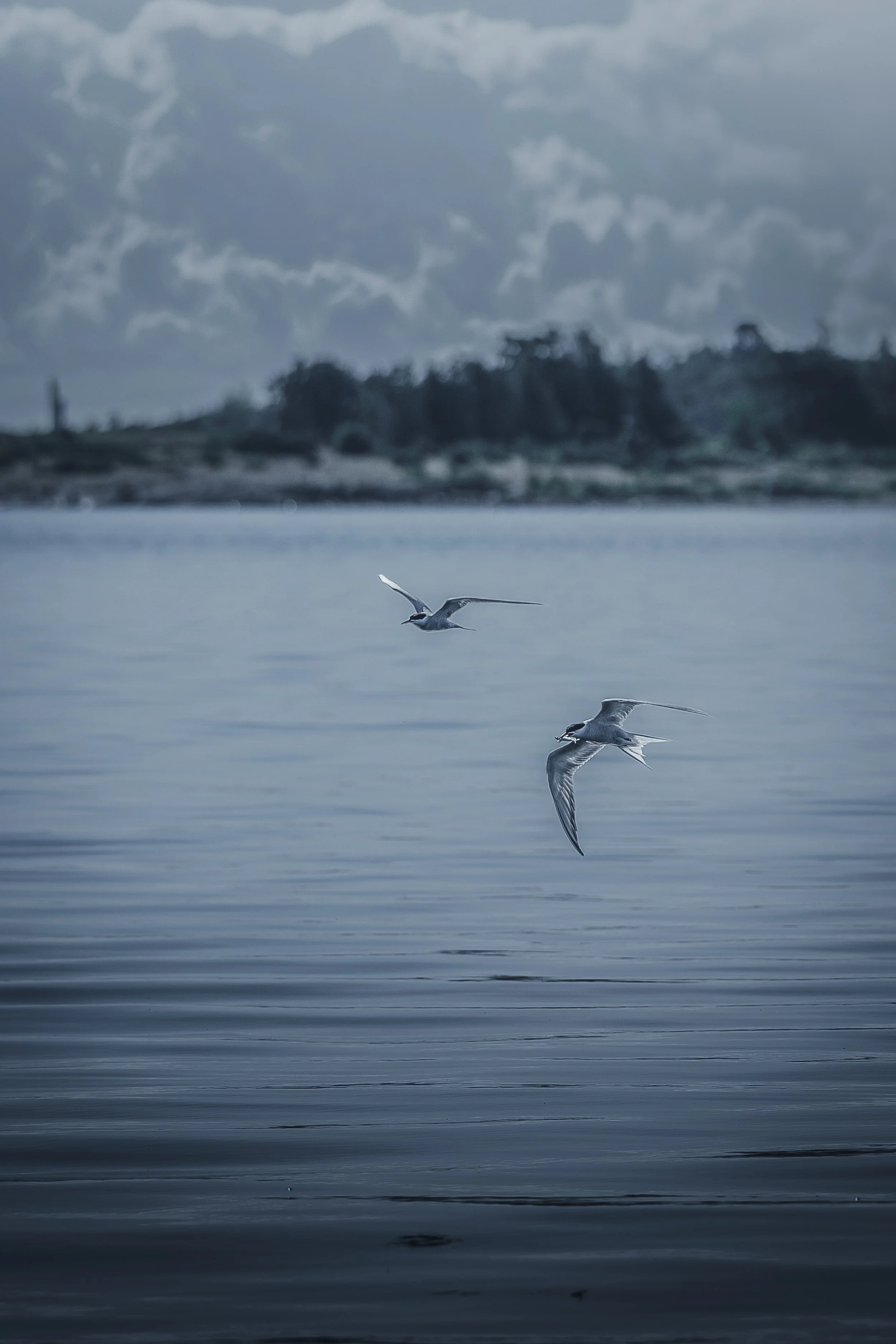 TernensJakt_80x120_2-3.jpg