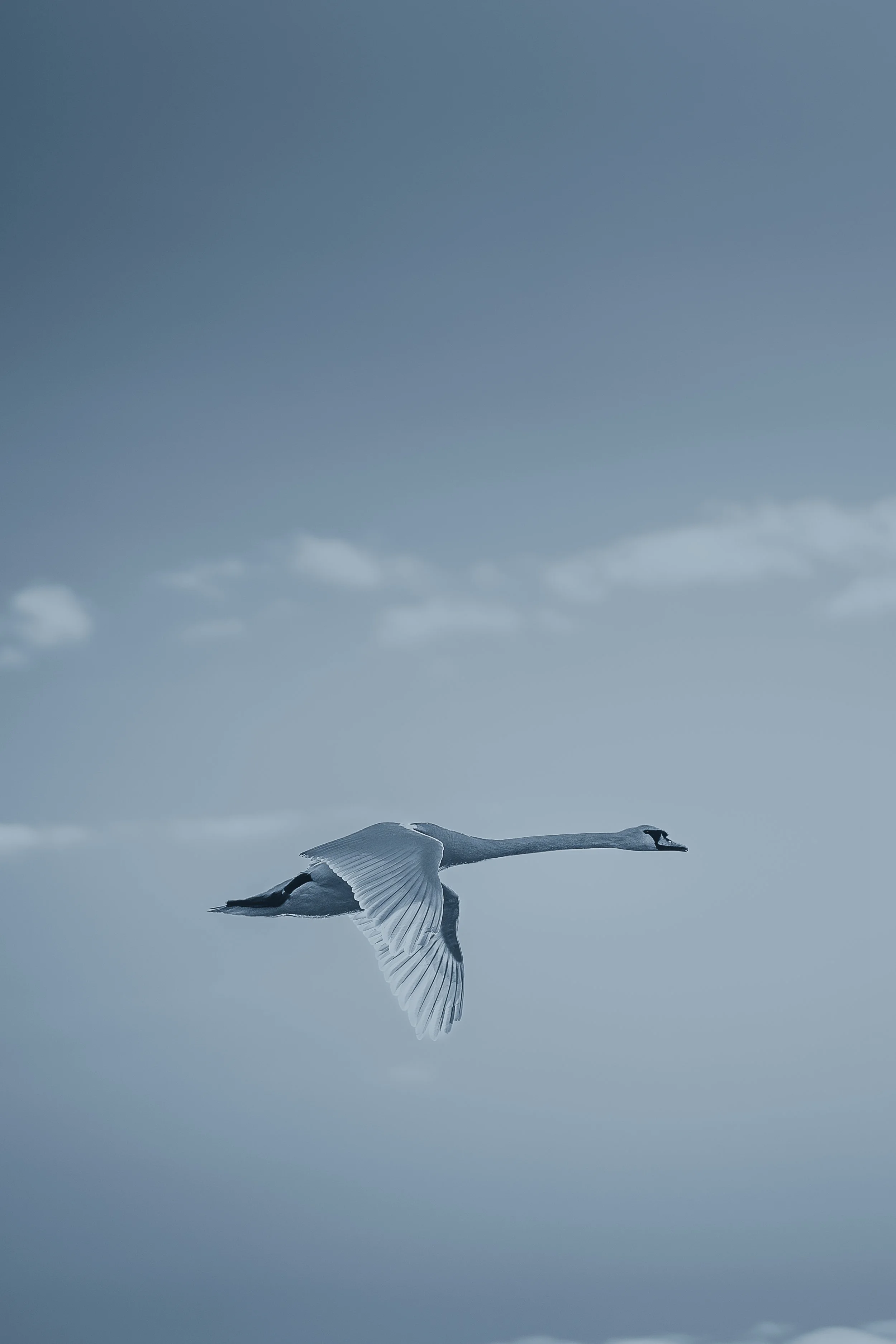 SwanBlueStanding_FullSize-.jpg