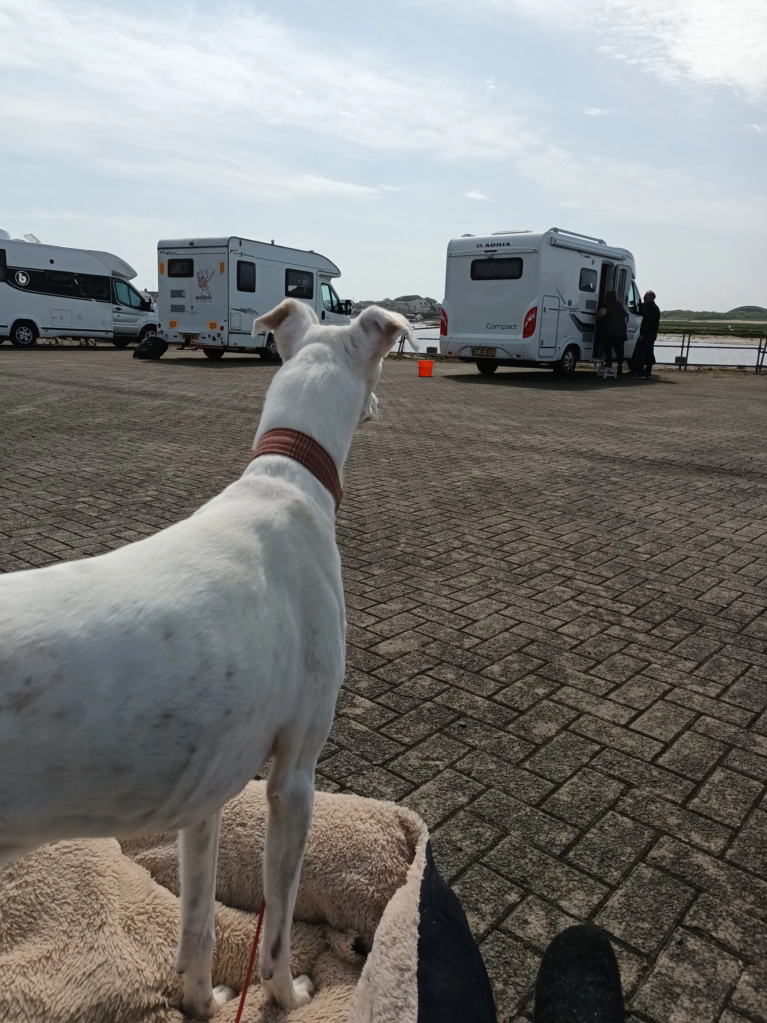 lurcher dog watching people enter motorhome