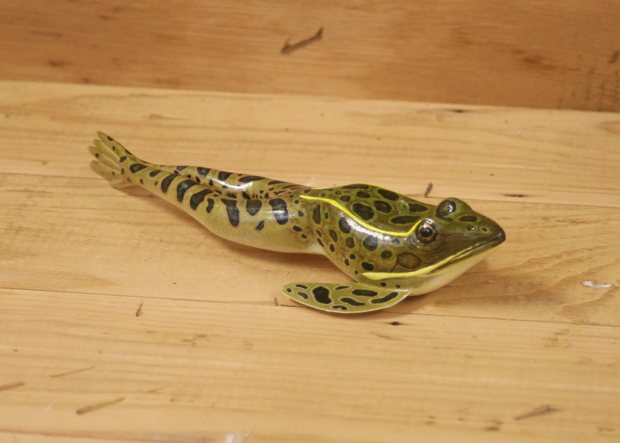 8" Frog Jr. Division by Jacob Sazama