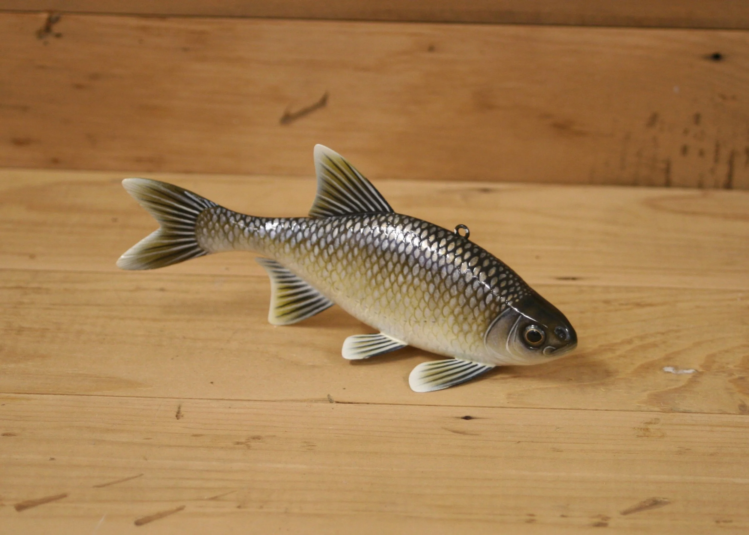 6" Golden Shiner by Jacob Sazama