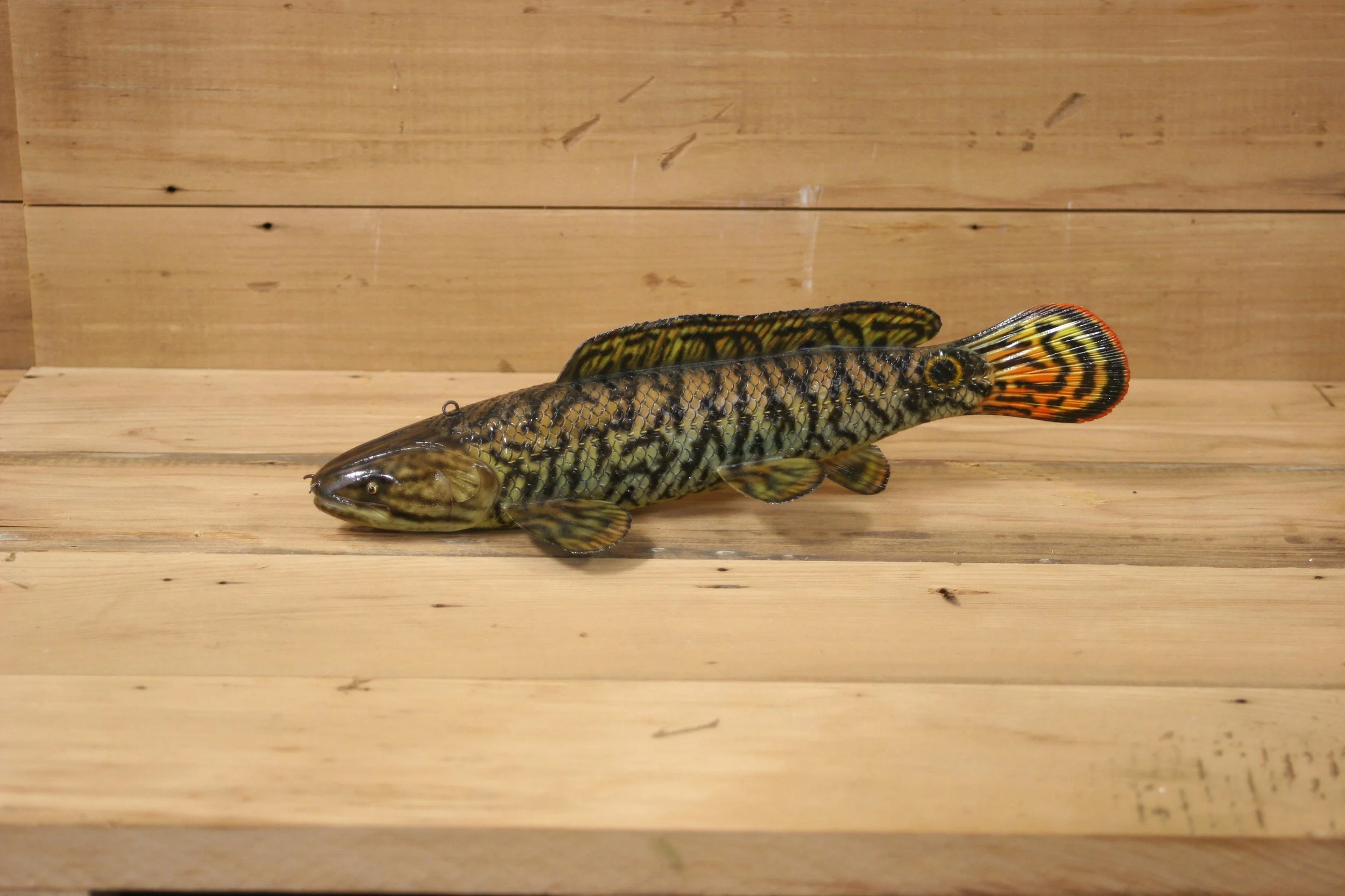 11" Breeding Male Dogfish by Troy Helget