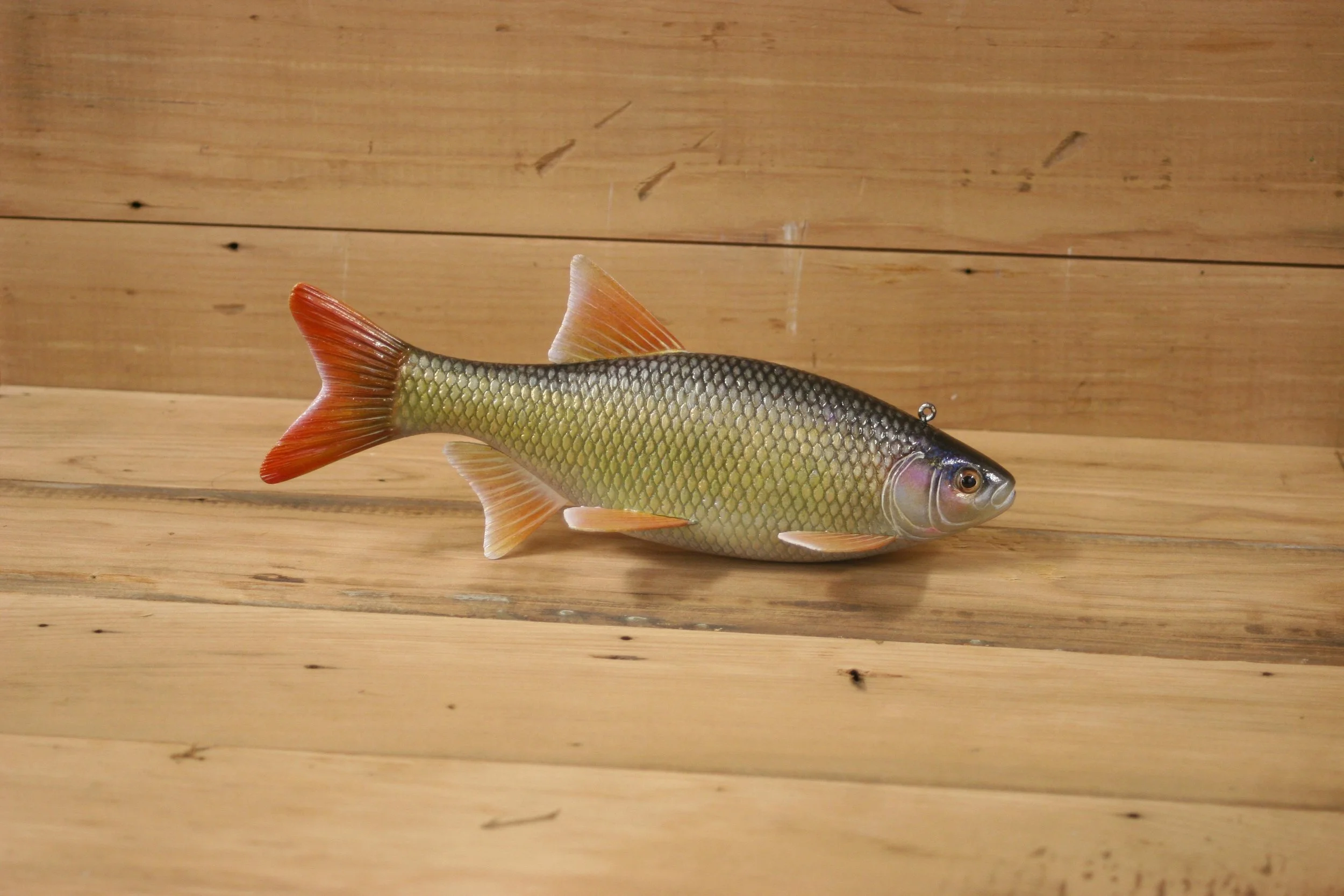 4th place: 9" Golden Shiner by Kerry Wolgast
