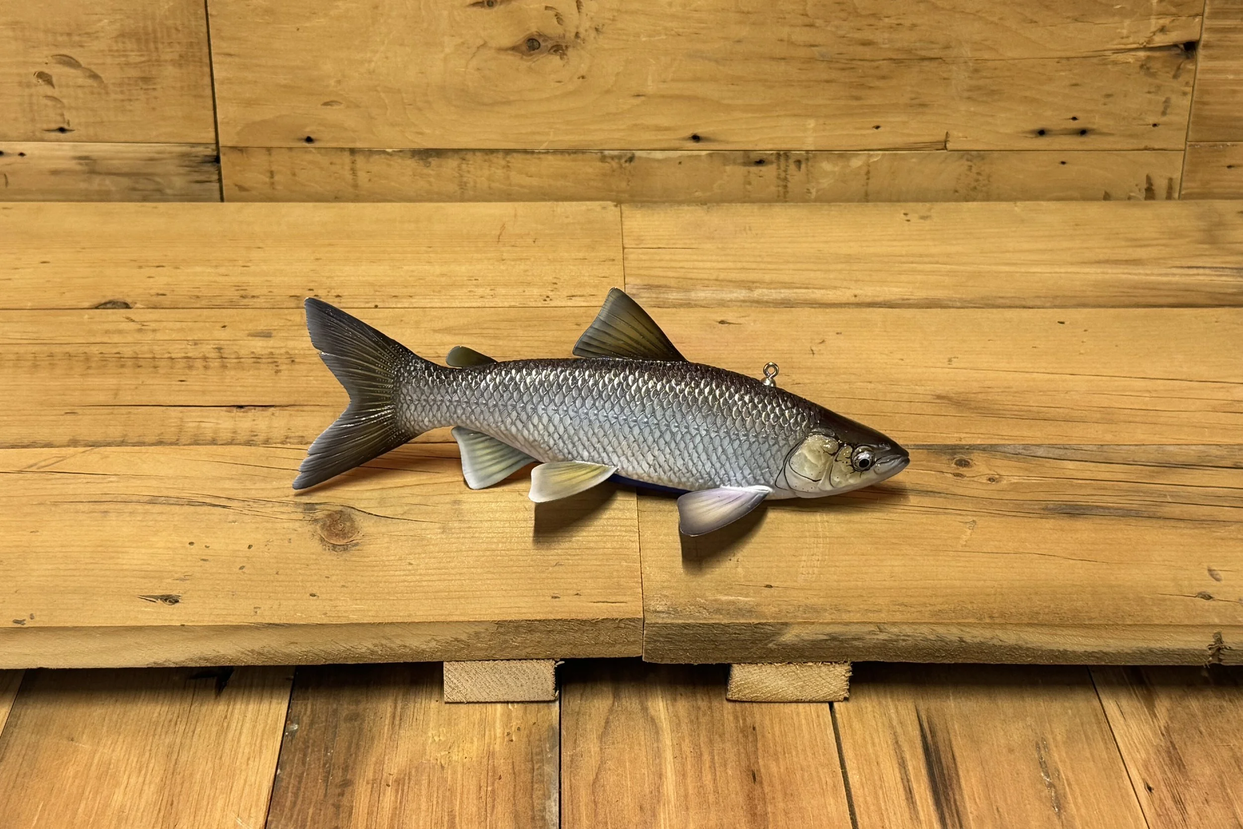 10" Cisco by Eric Wallace