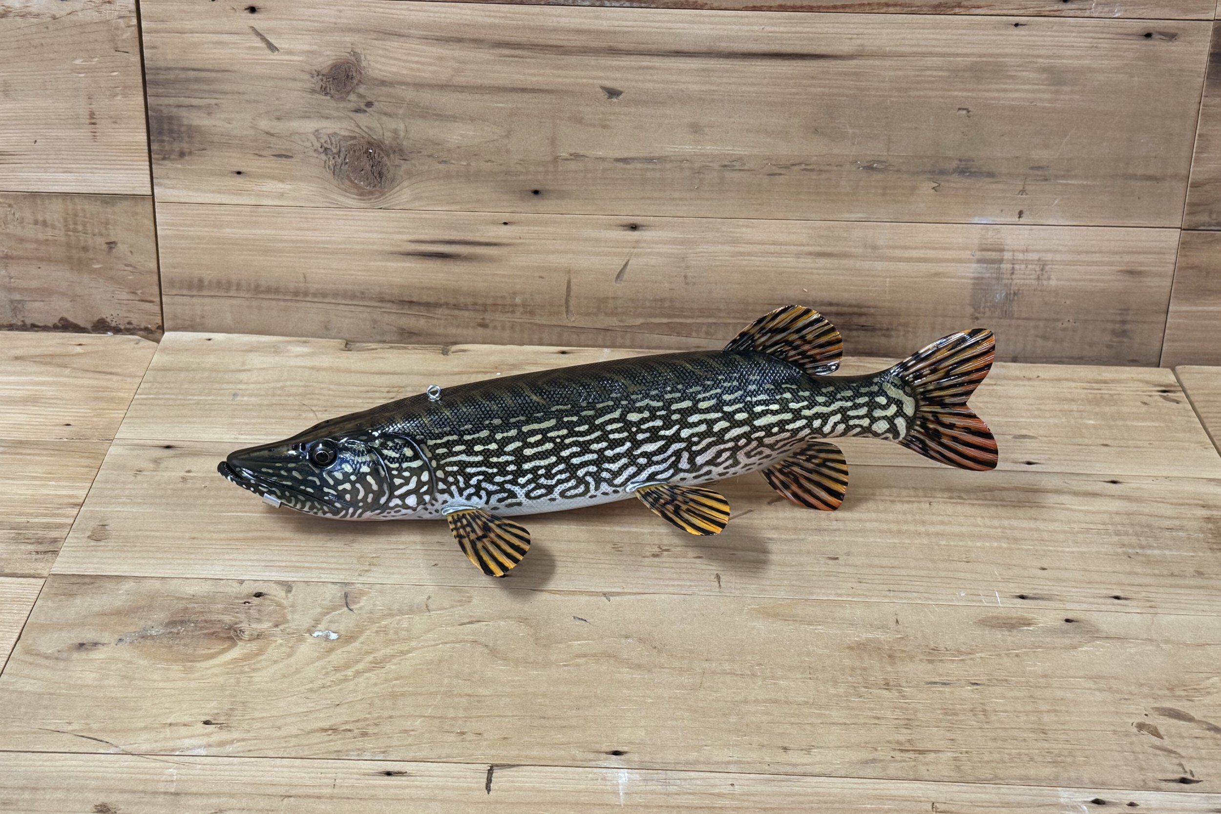 13" Northern Pike by Jacob Sazama