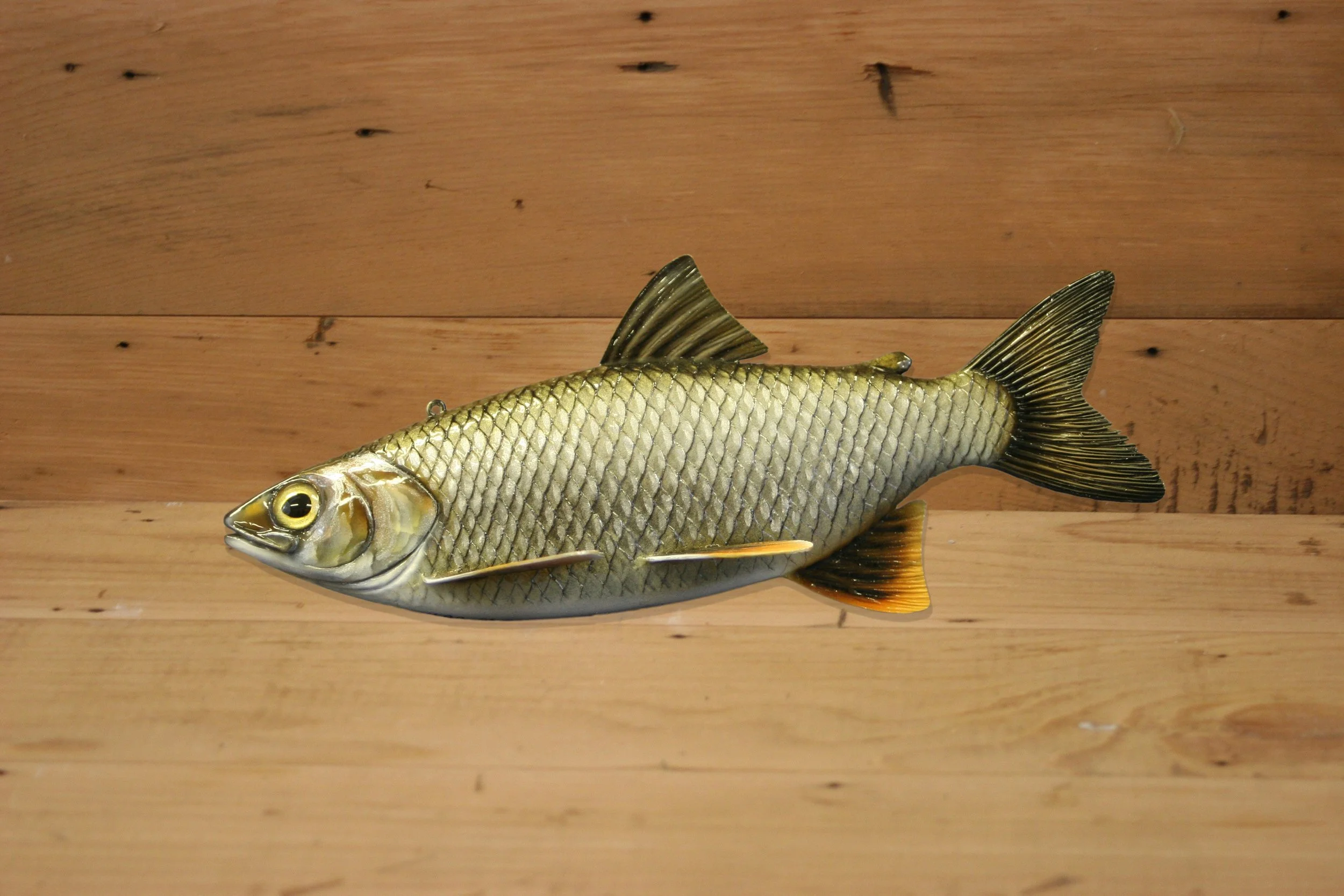 10" Tulibee by Harley Ragan