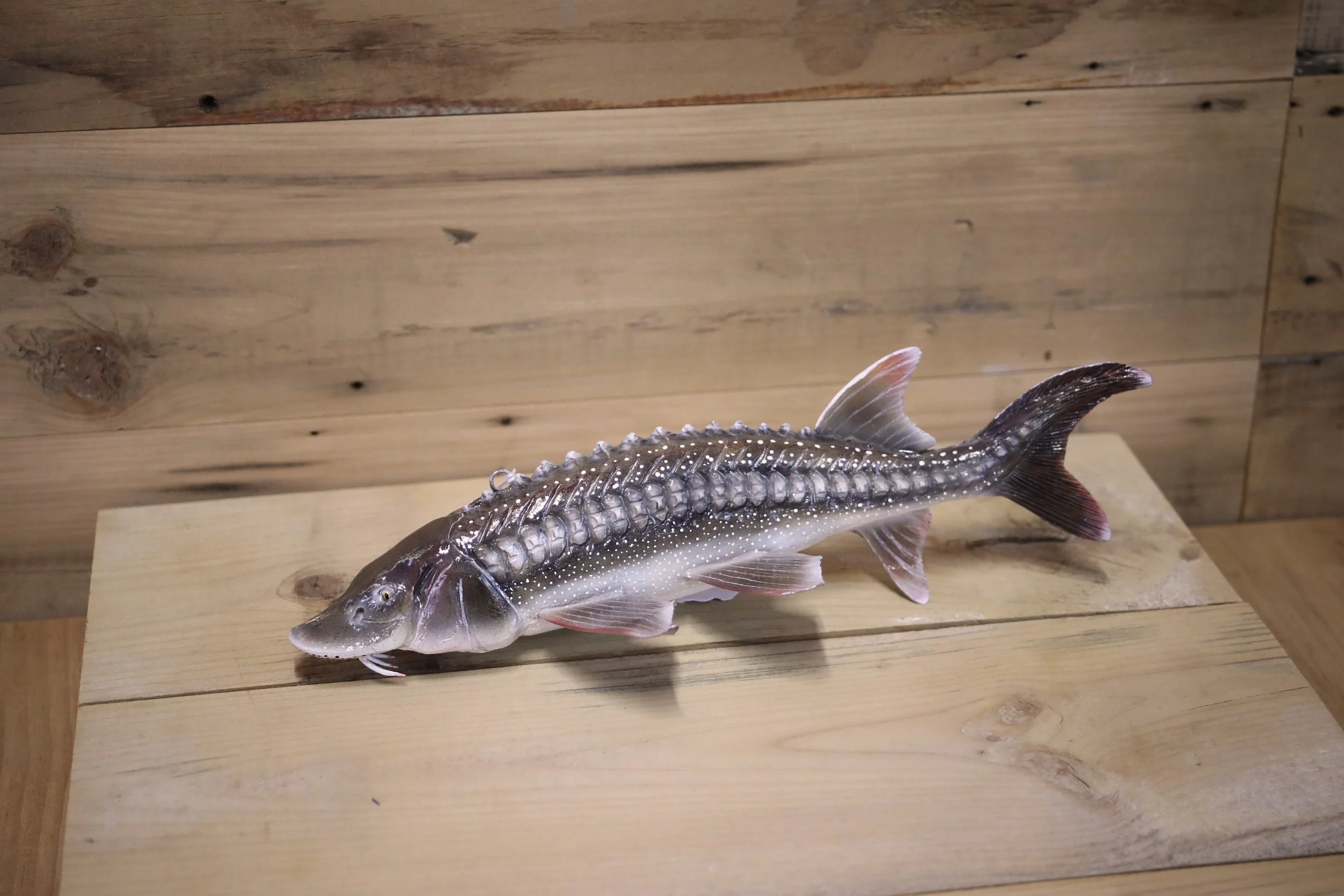 11" Sturgeon by Brian Miller