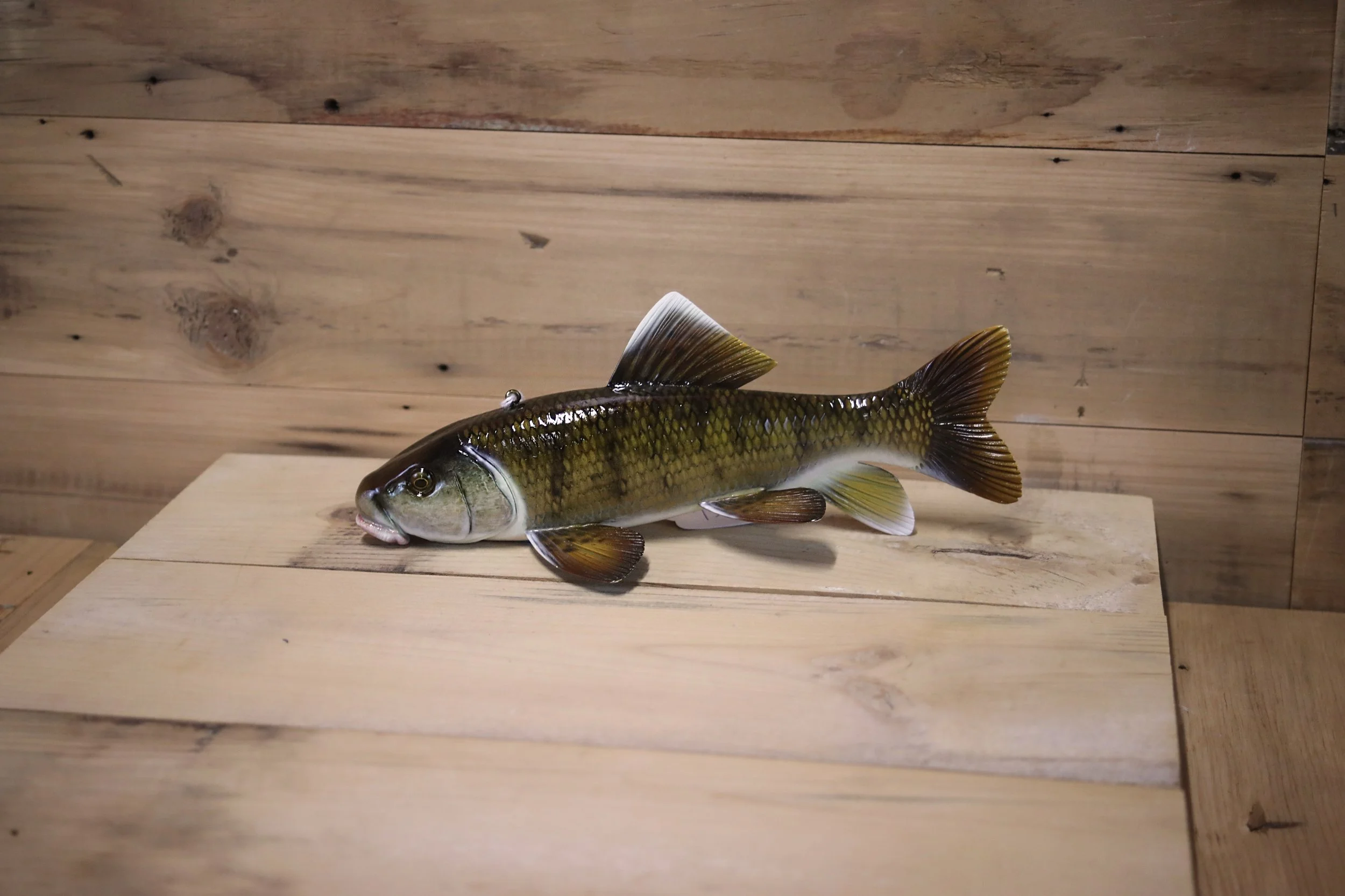 9" Sucker by Jared Sypnieski