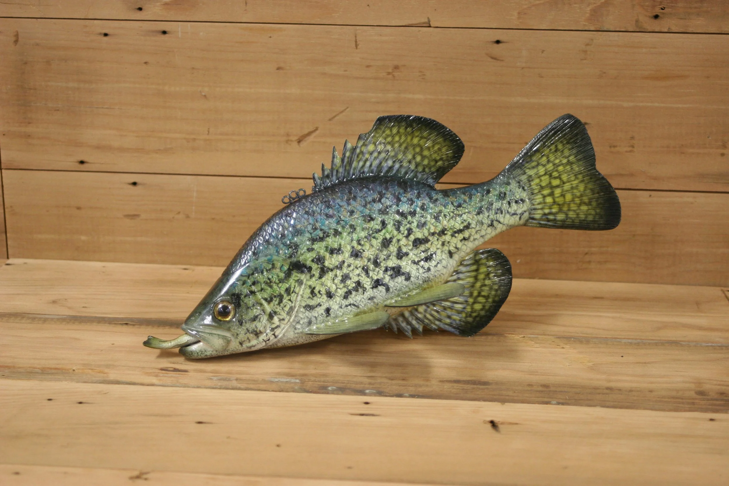 11" Airbrush Crappie by Troy Helget