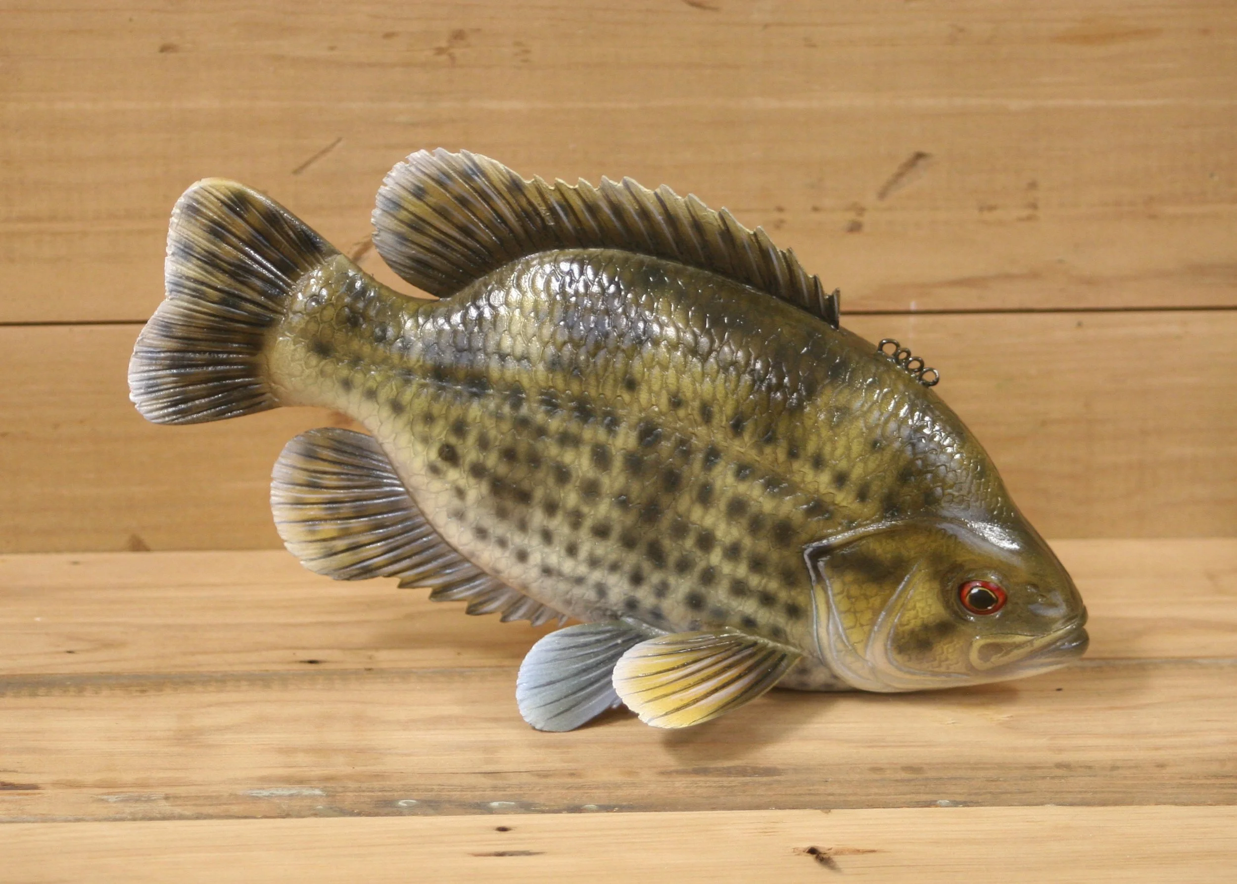 10" Northern Rock Bass by Bob Johnson