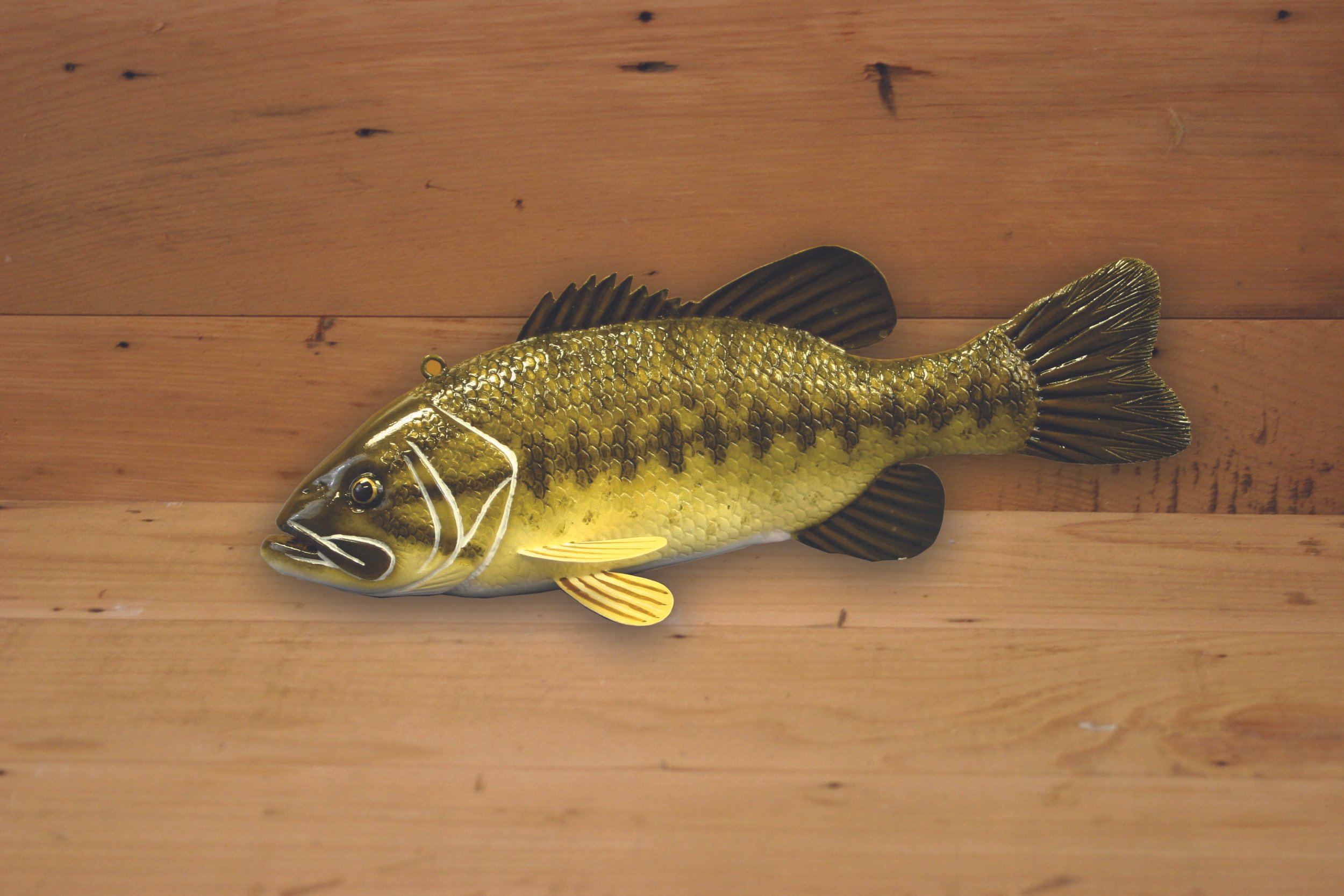 10" Largemouth Bass Jr. Division by Tony Sazama