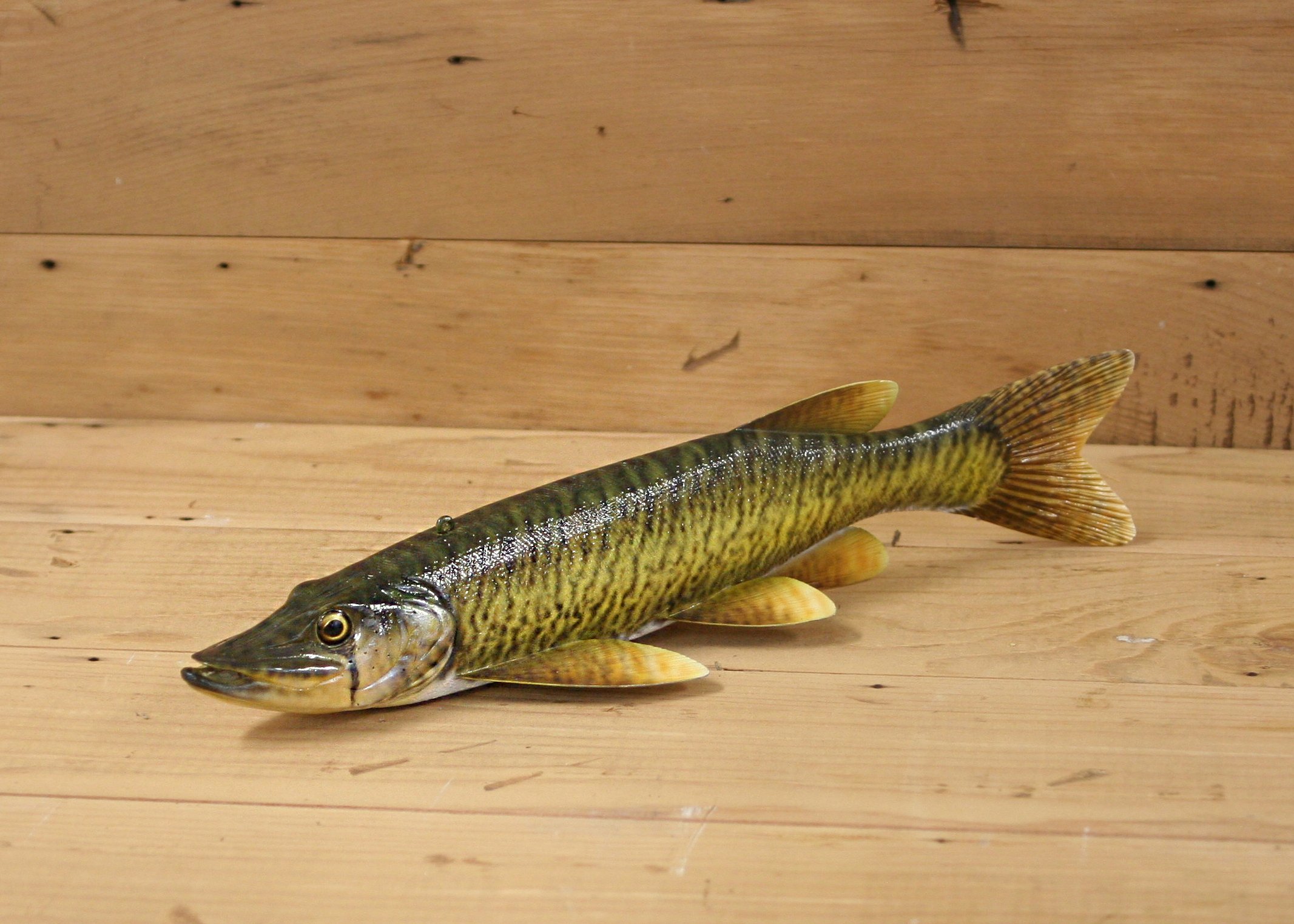 12" Grass Pickerel by Harley Ragan