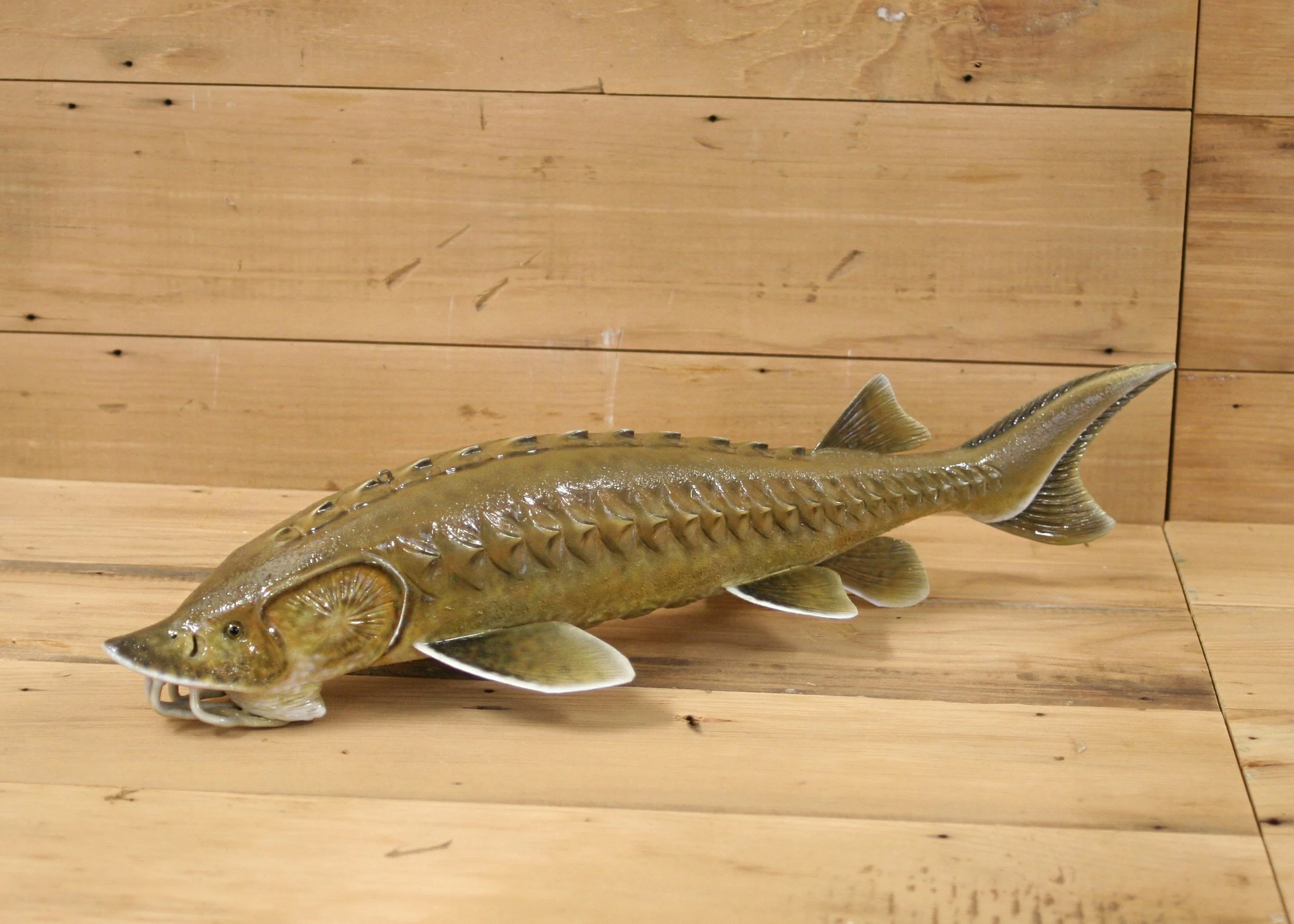 16" Airbrush Sturgeon by Harley Ragan