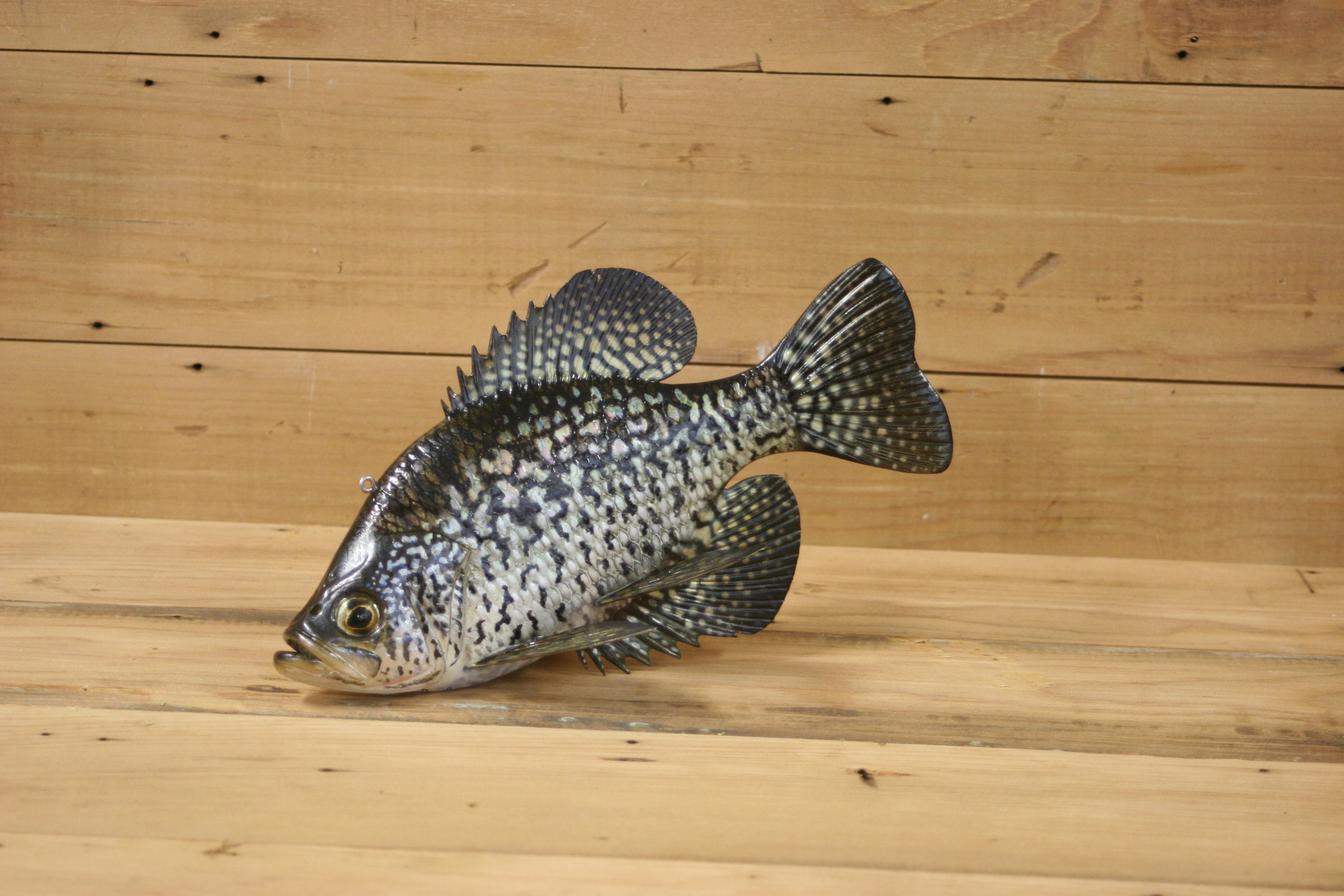 1st place: 9" Black Crappie by Jared Sypnieski