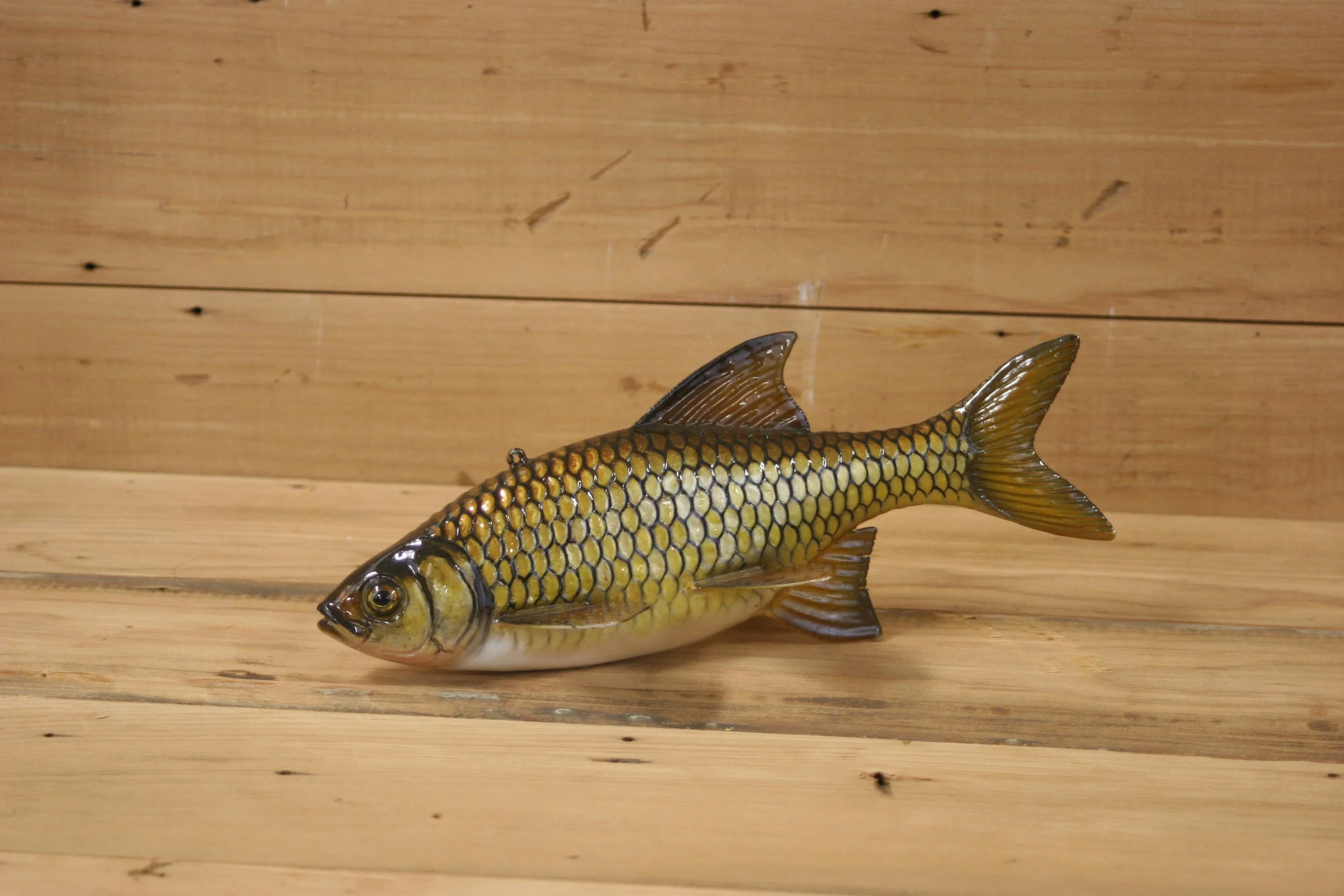 2nd place: 9" Golden Shiner by Harley Ragan