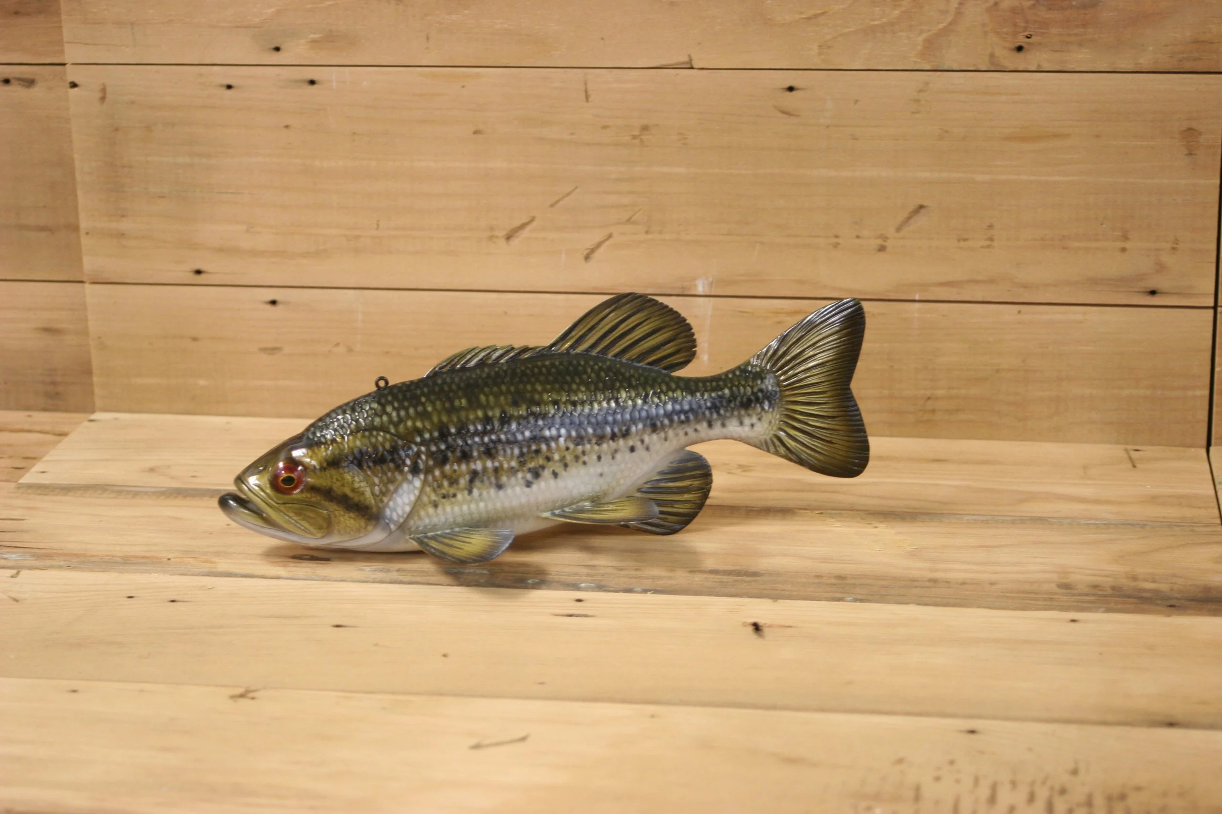 1st place: 11" Largemouth Bass by Jared Sypnieski