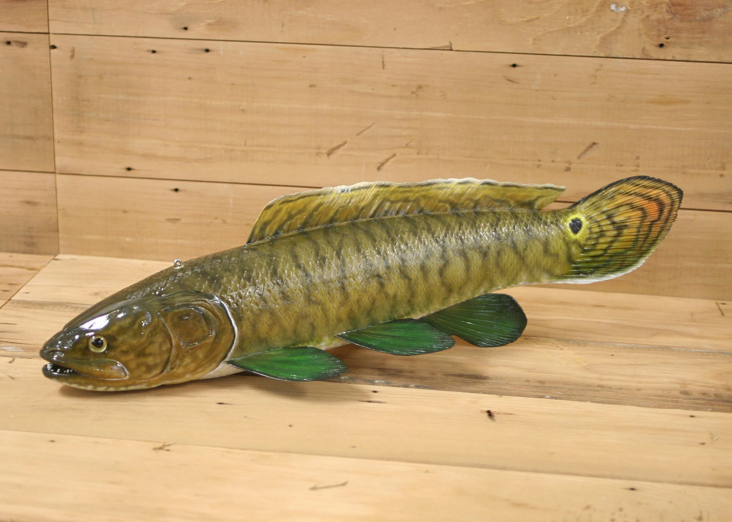 16" Airbrush Breeding Male Dogfish by Harley Ragan