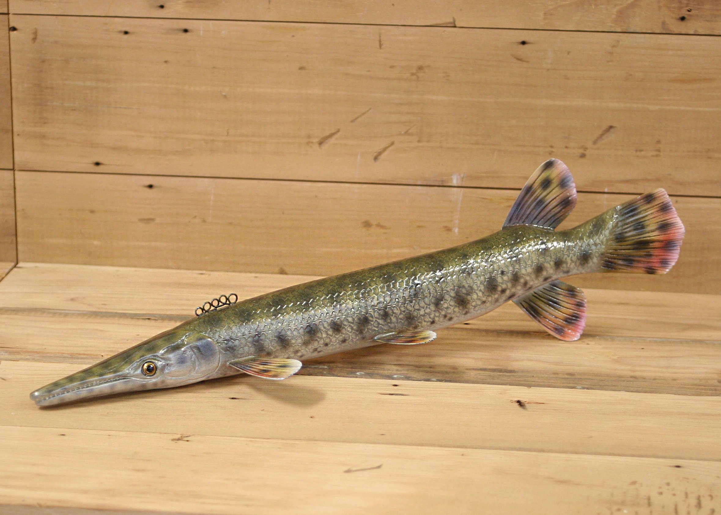 15" Airbrush Spotted Gar by Bob Johnson