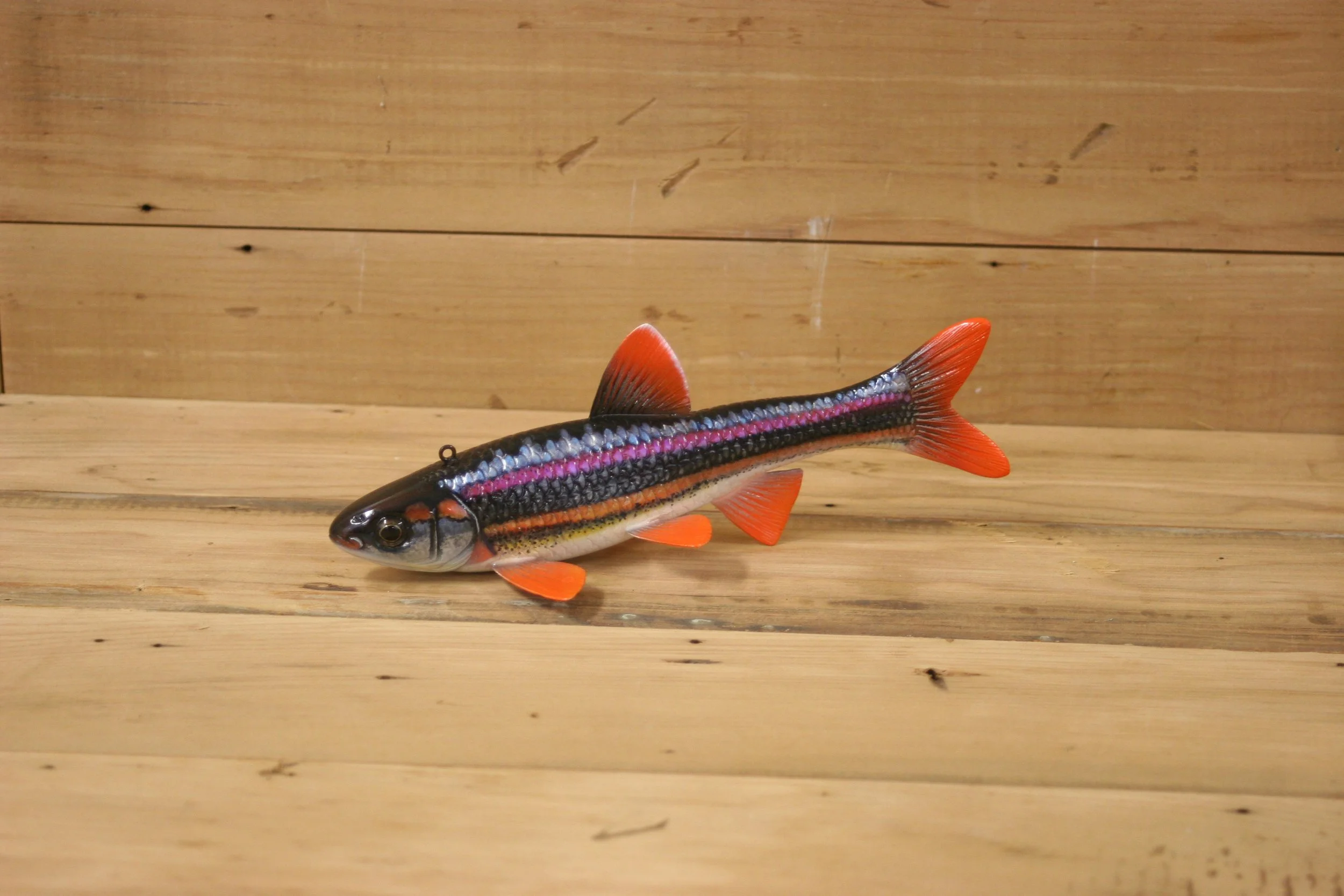 2nd Place: 8" Rainbow Shiner Minnow by Jacob Sazama
