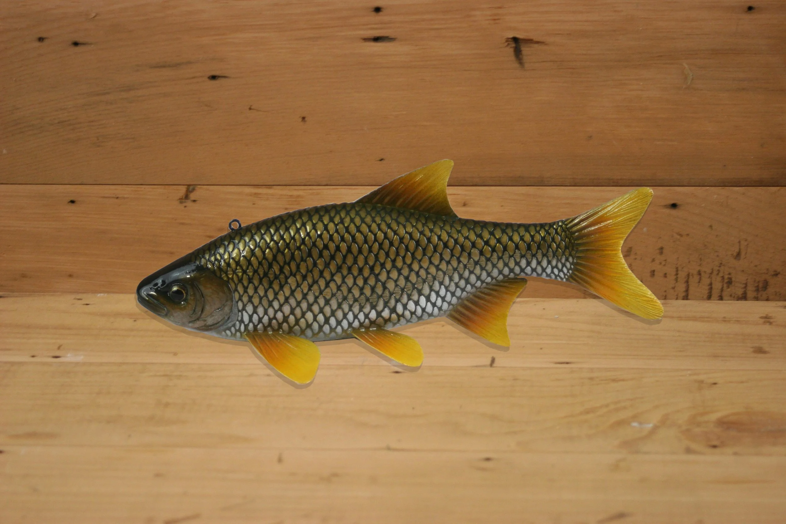 9" Golden Shiner by Tony Sazama