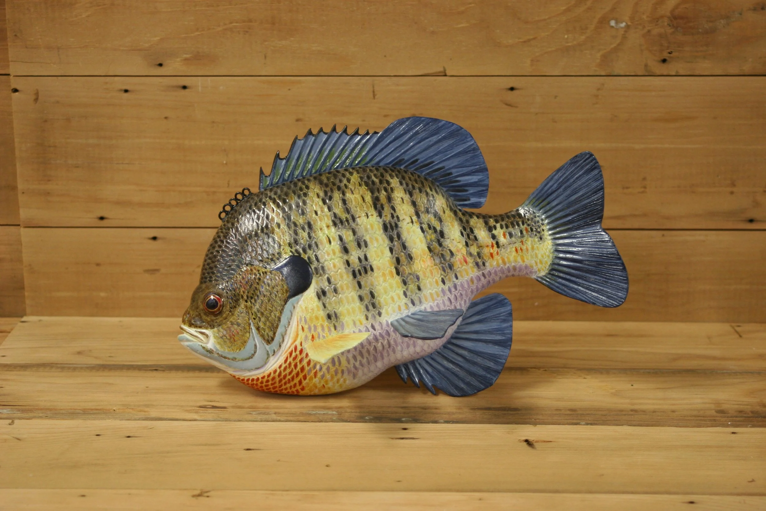 11" Hand Painted Bluegill Sunfish by Greg Pususta