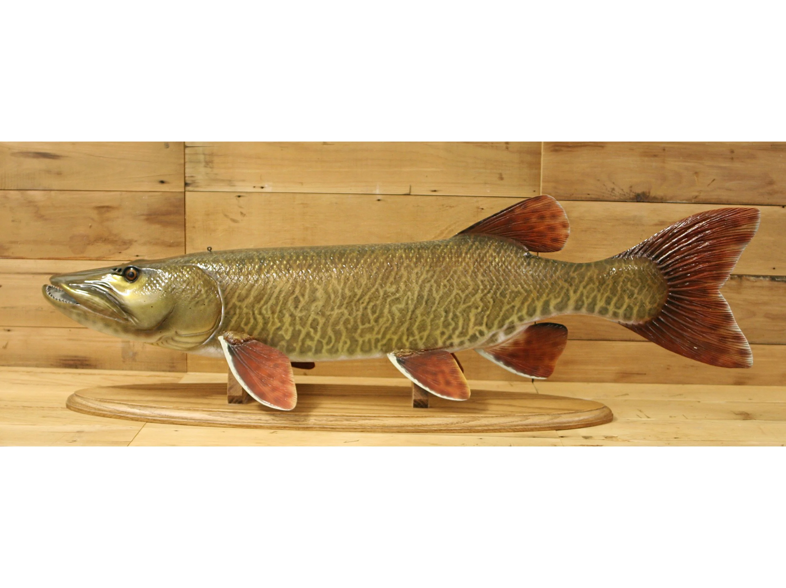 36" Showdown Muskie by Harley Ragan