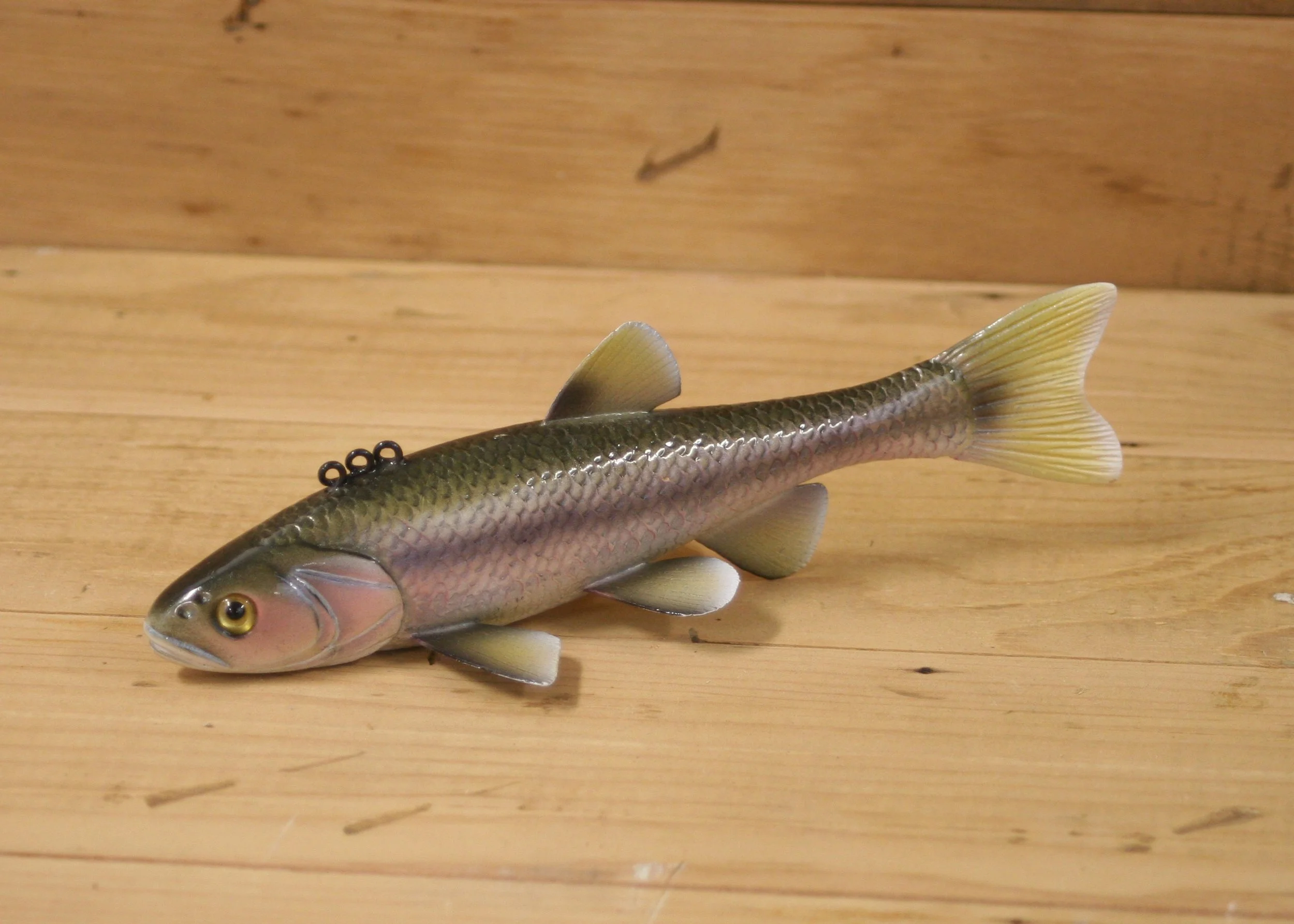 8" Airbrush Creek Chub by Gary Hull