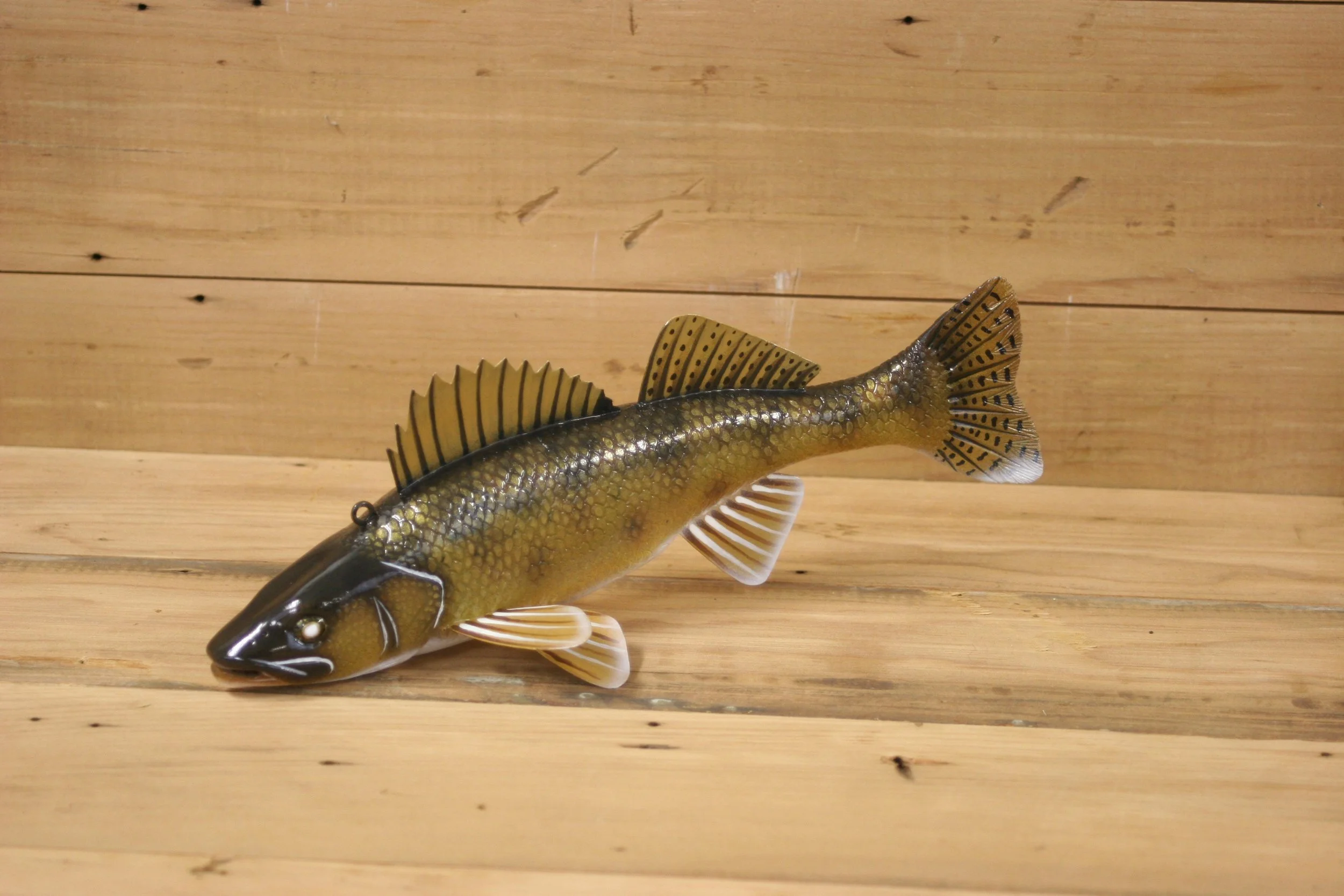 11" Walleye Jr. Division by Tony Sazama