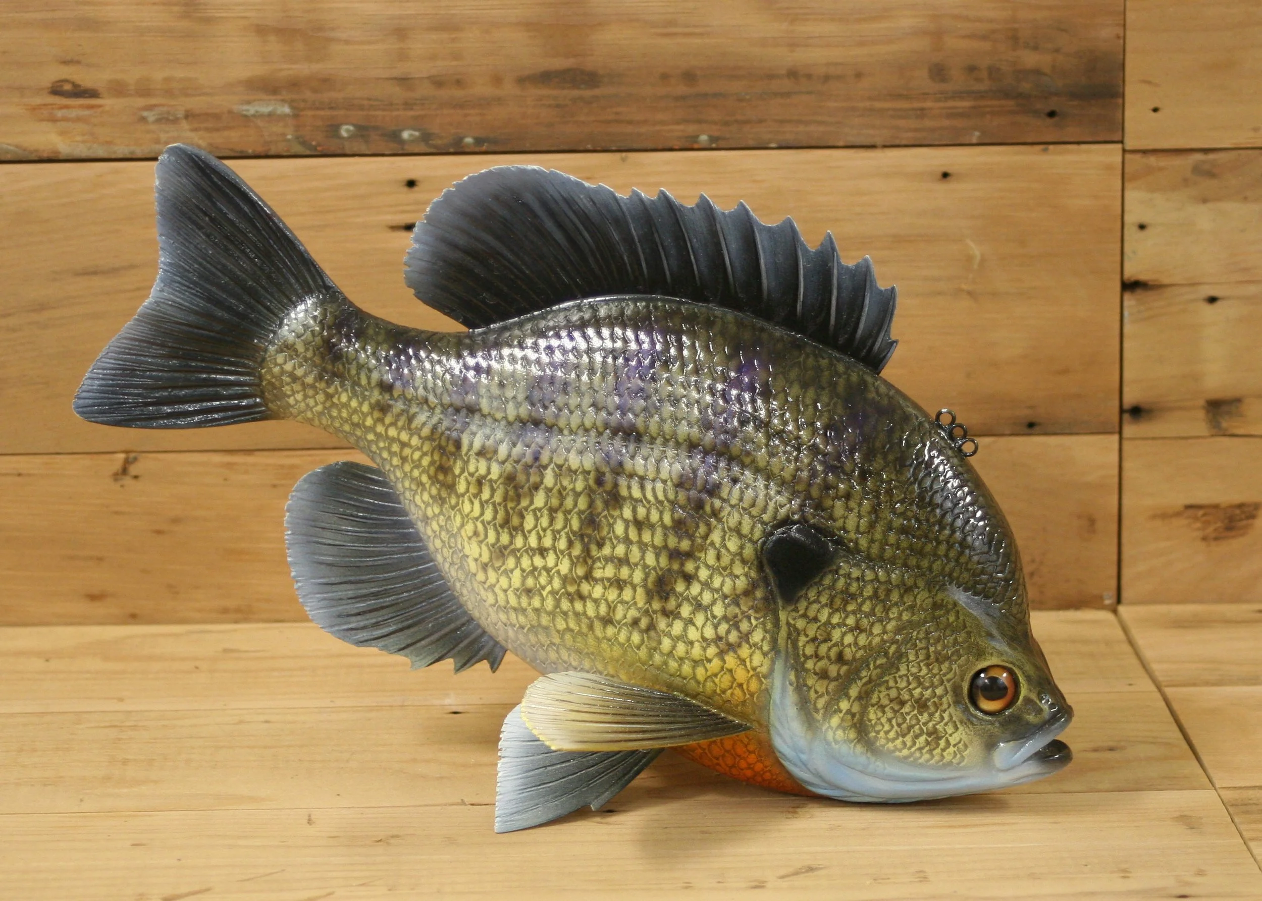 13" Airbrush Spawning Male Bluegill by Bob Johnson