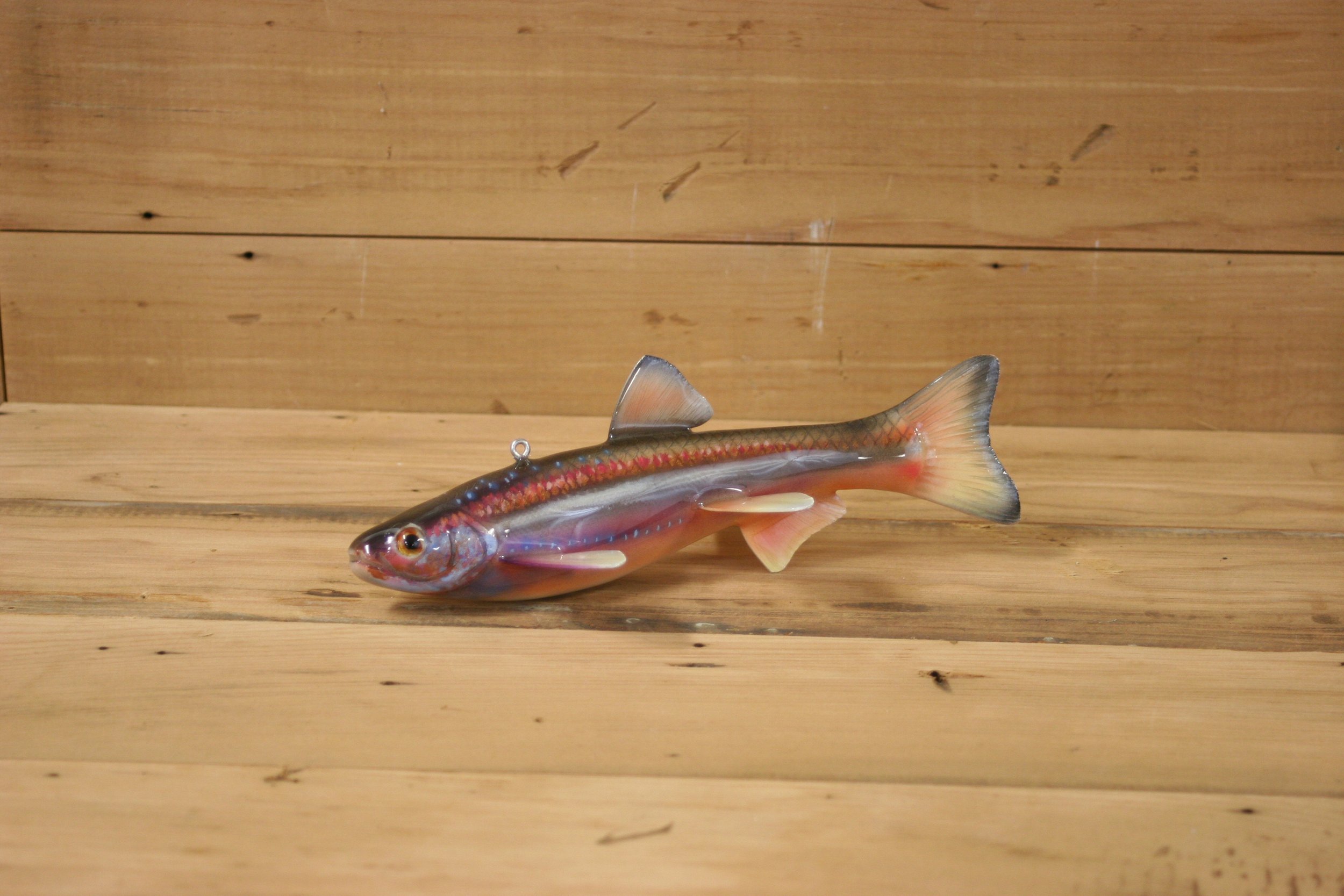 4th Place: 8" Rainbow Shiner Minnow by Bruce Garn