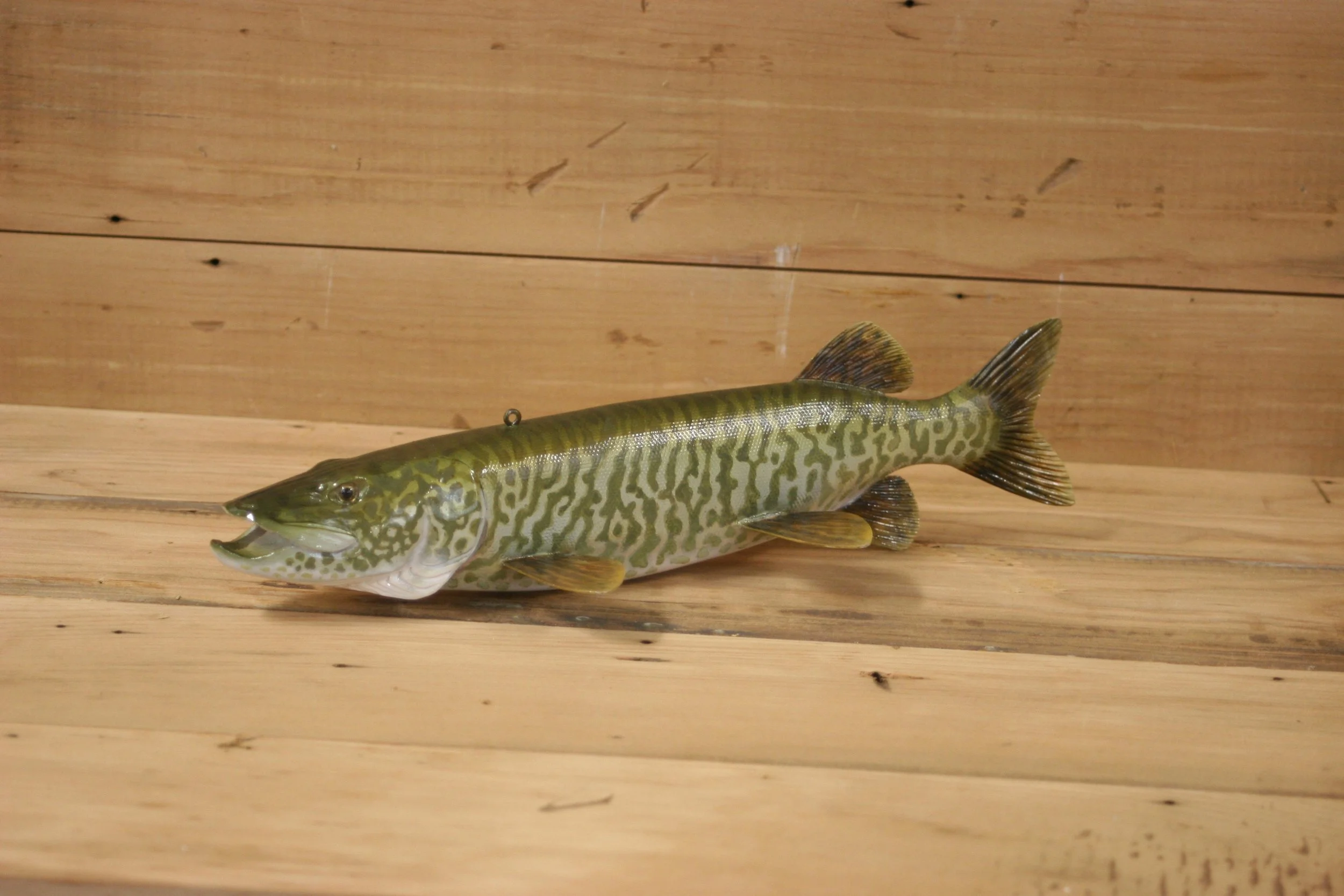 2nd place: 11" Tiger Muskie by Harley Ragan