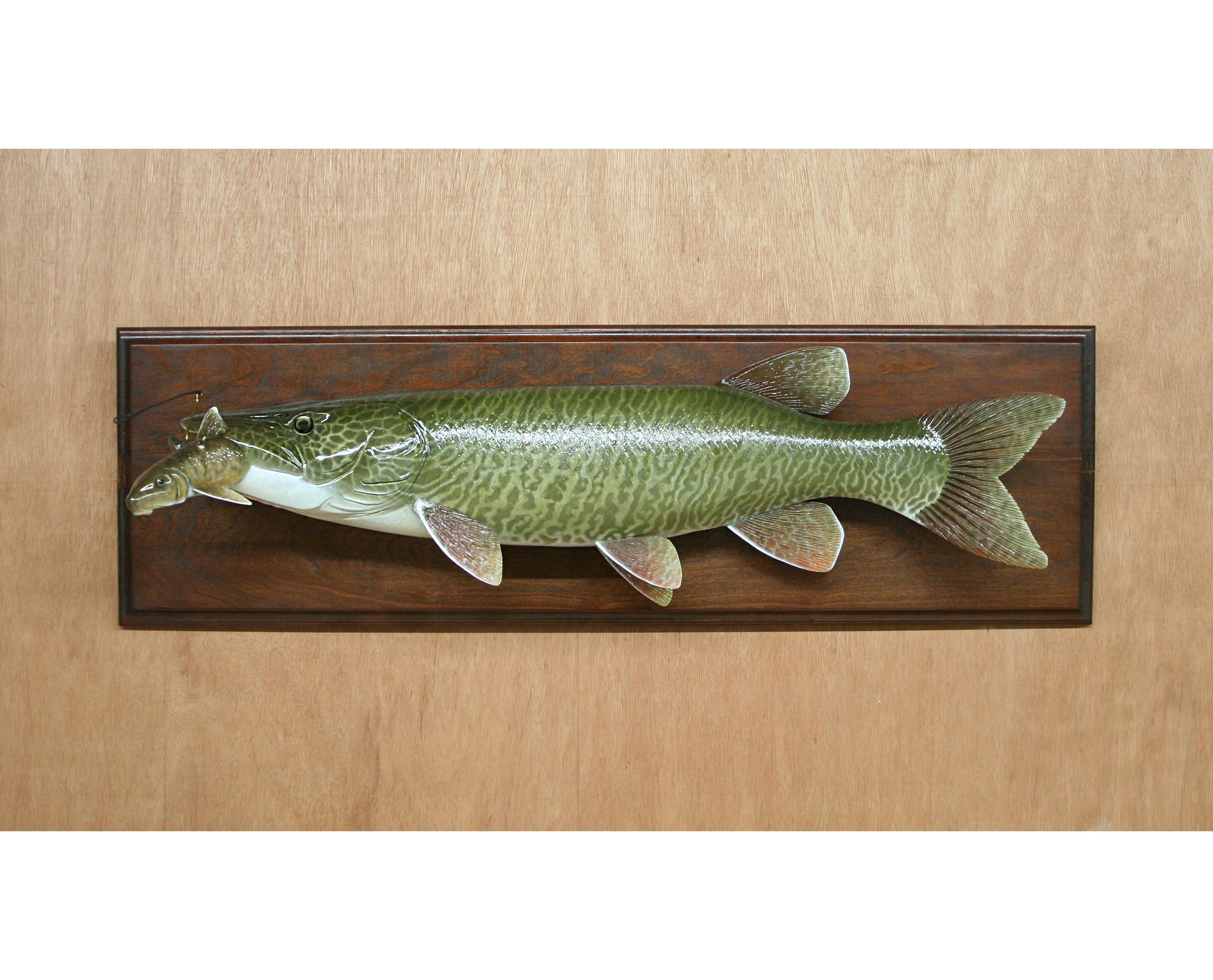 33" Showdown Muskie Fish Plaque by Harley Ragan