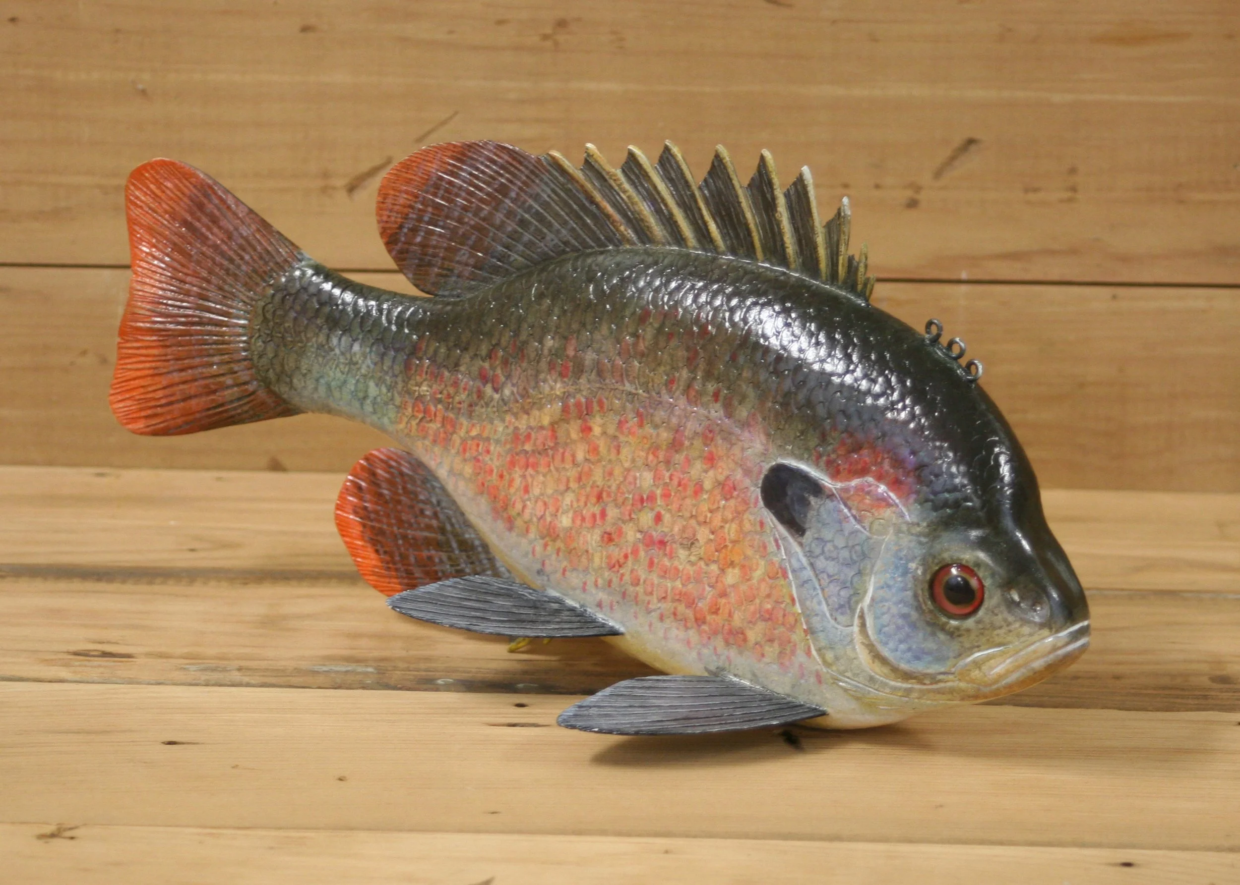 12" Hand Painted Spotted Sunfish Breeding Male by Gary Hull