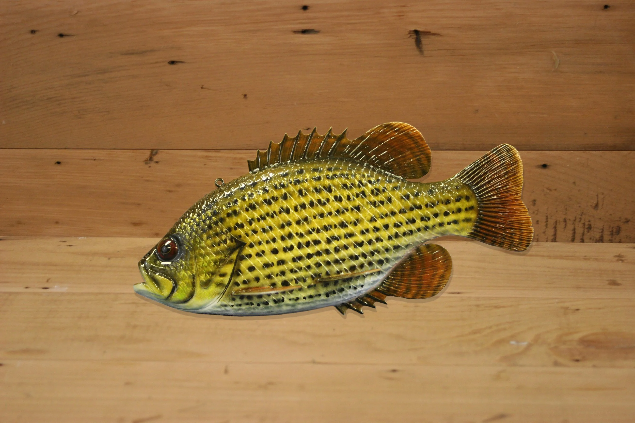 9" Rock Bass by Harley Ragan