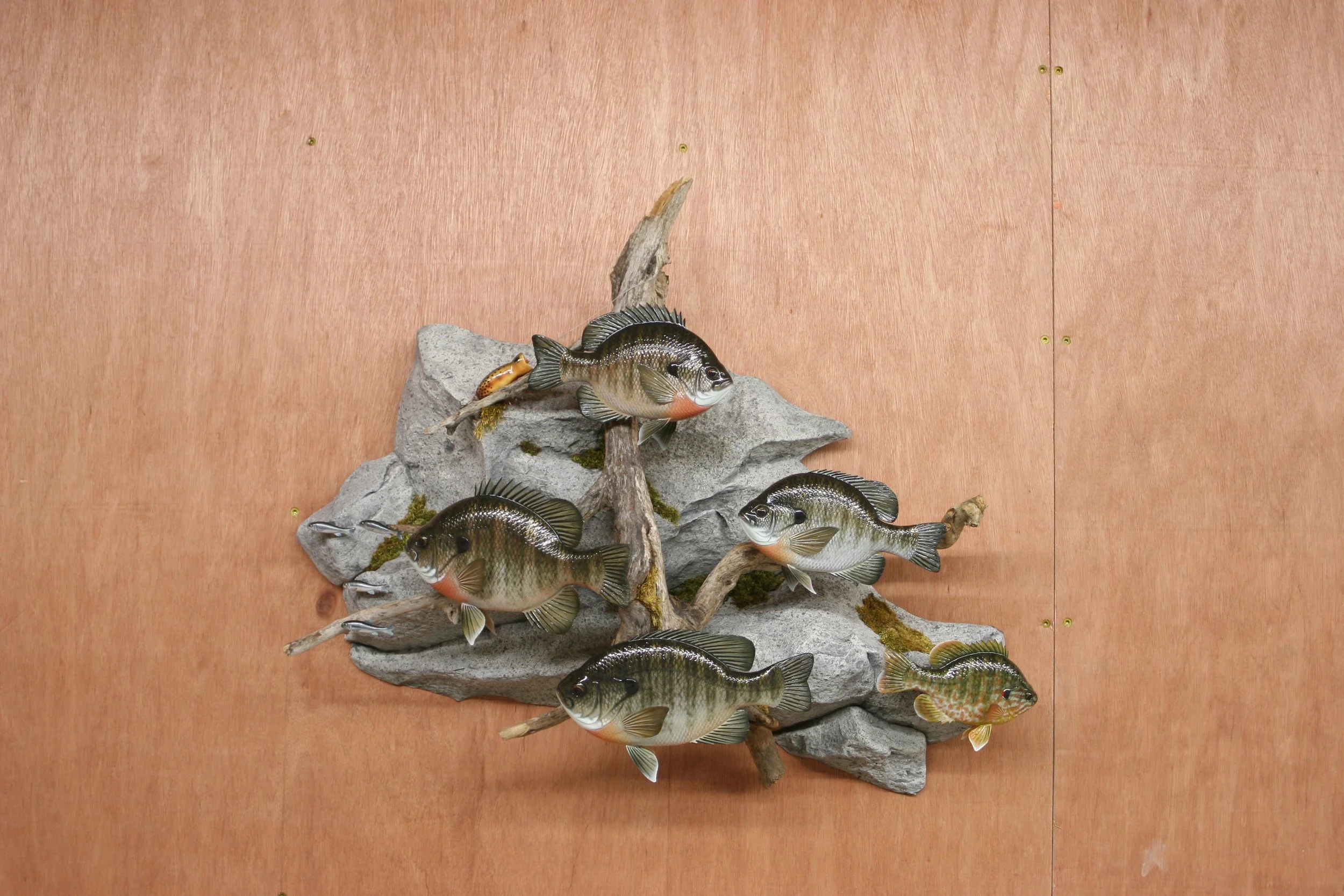 "Showdown" School of Panfish by Jacob Sazama