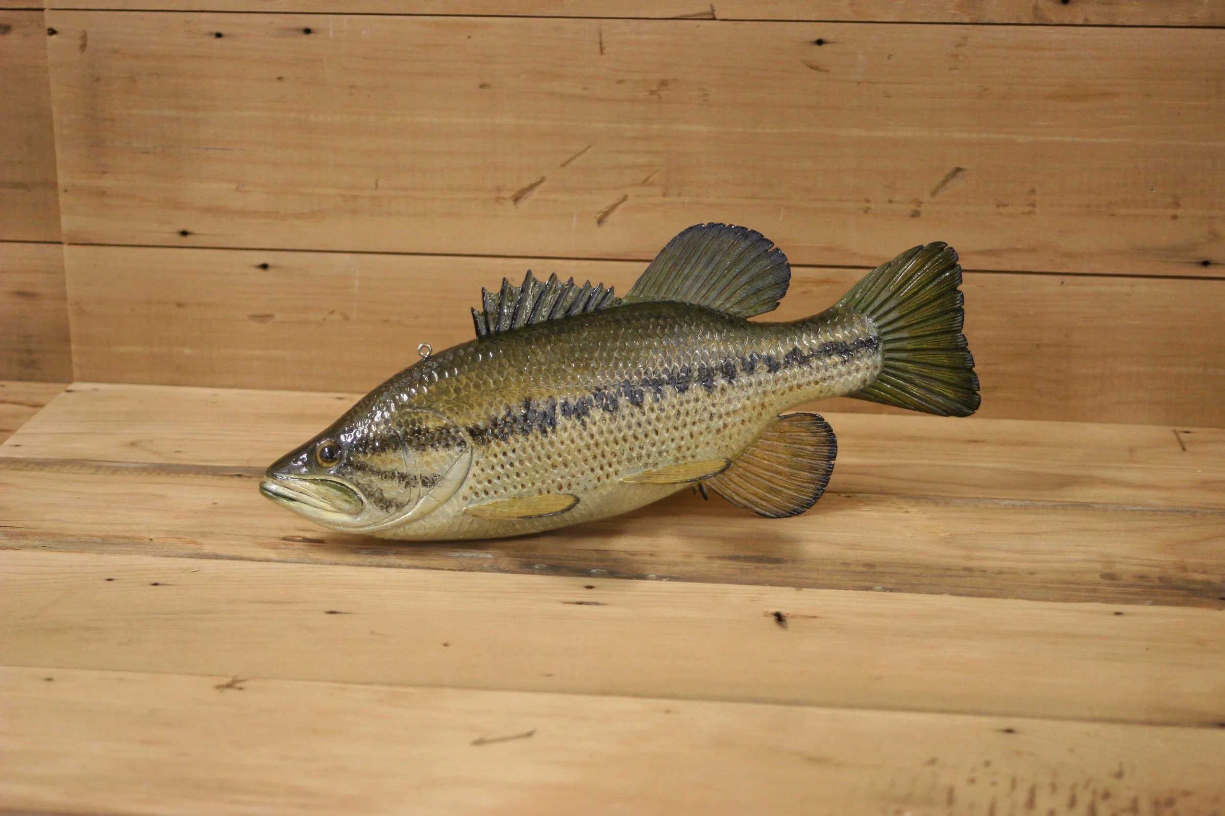 5th place: 11" Largemouth Bass by Brian Shallbetter