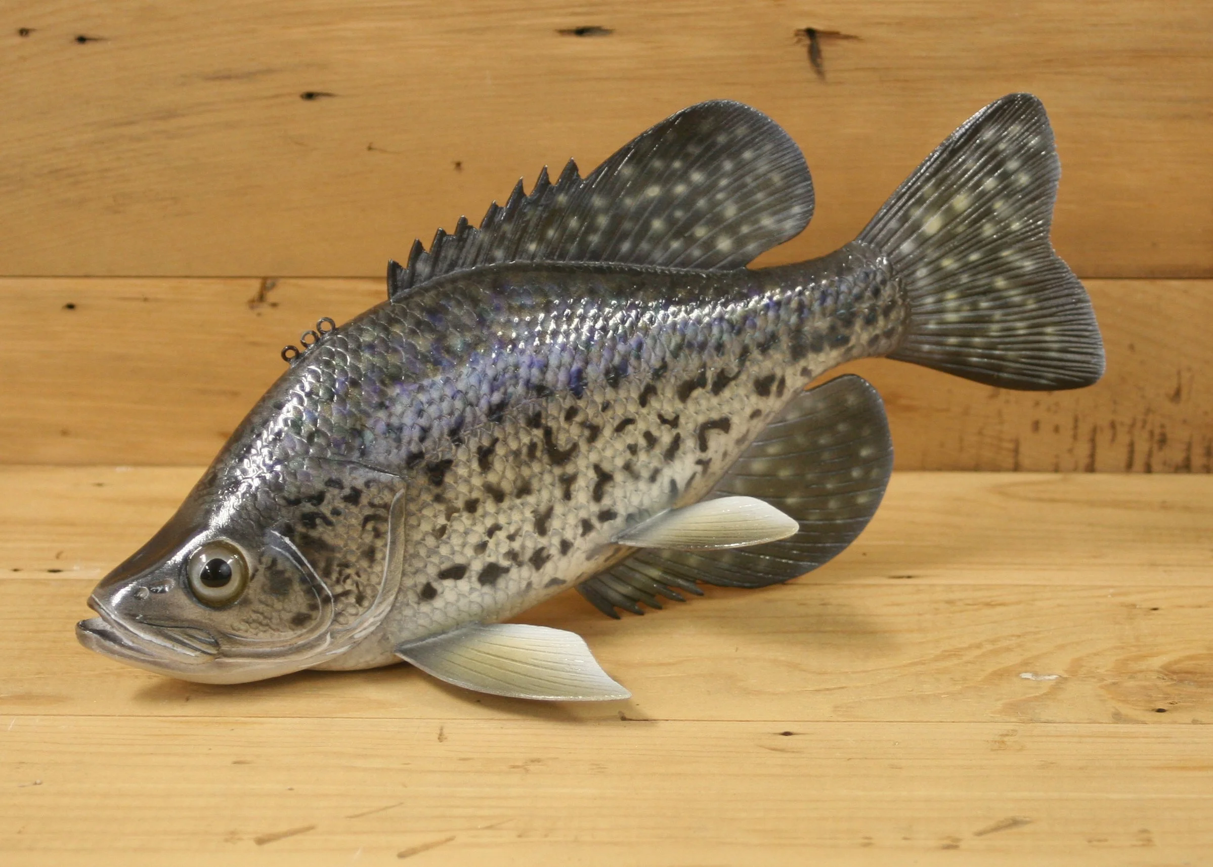 12" Airbrush Crappie by Gary Hull