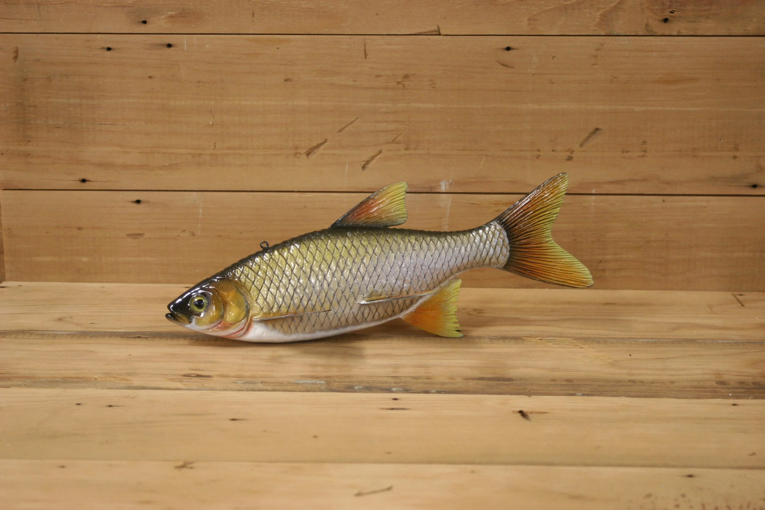 10" Golden Shiner by Harley Ragan