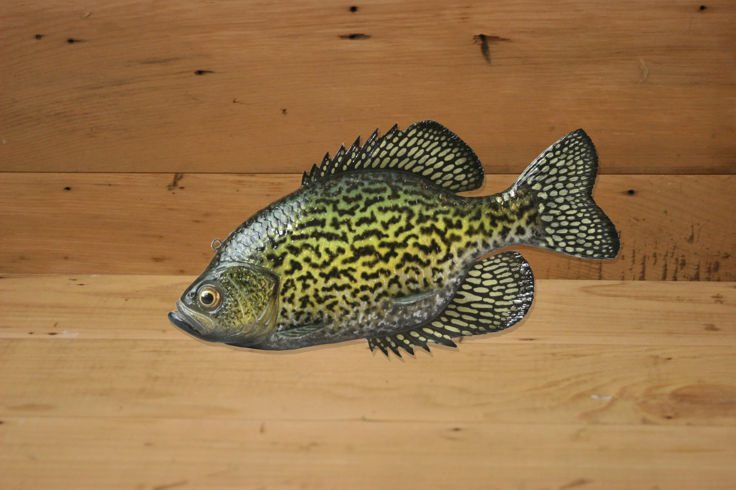 9" Black Crappie by Troy Helget