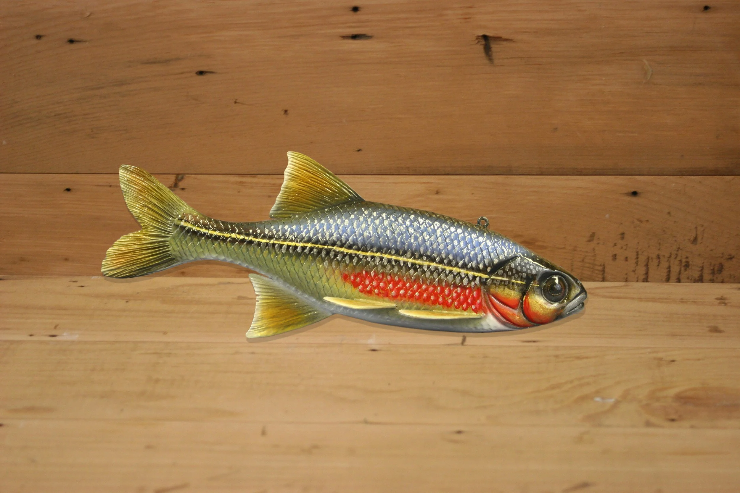 9" Red Side Shiner by Harley Ragan